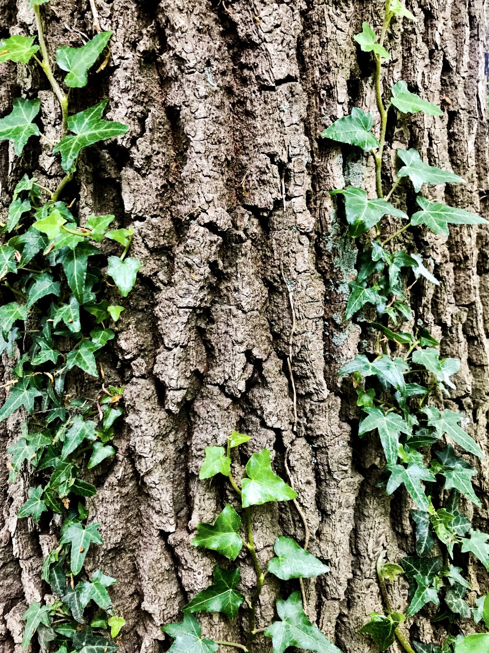 iPhone 7 back camera 3.99mm f/1.8 sample photo. Tree, log, wood photography