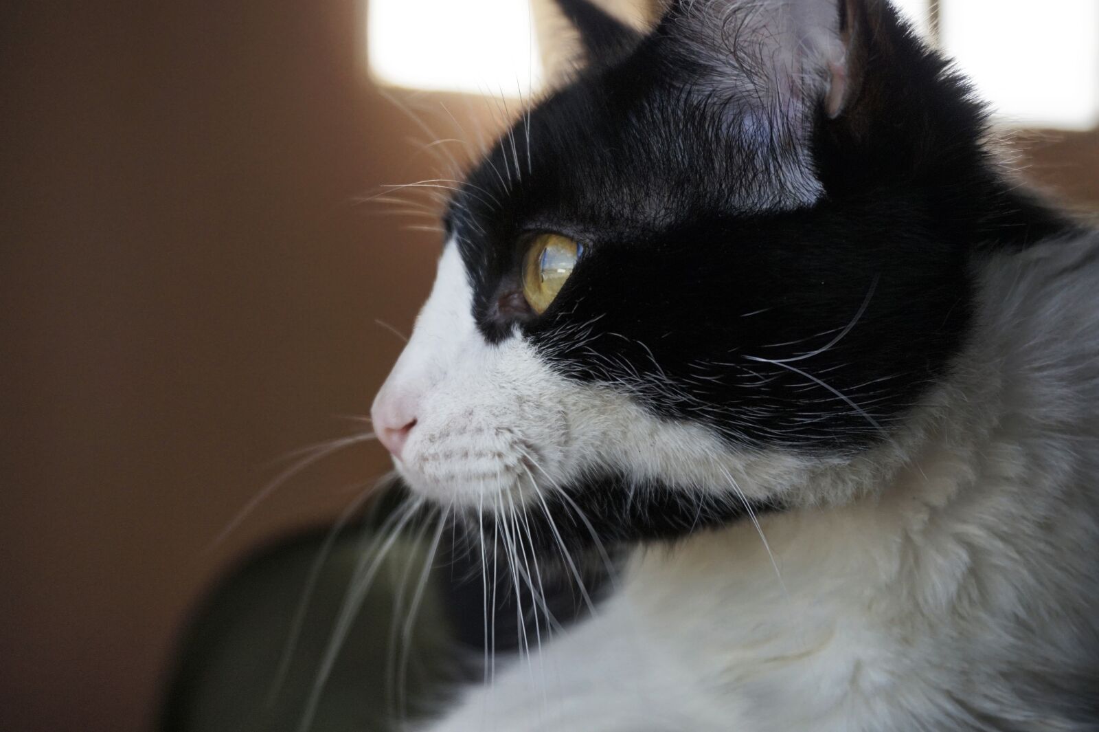 Sony E 16-50mm F3.5-5.6 PZ OSS sample photo. Cat, animal, cute photography