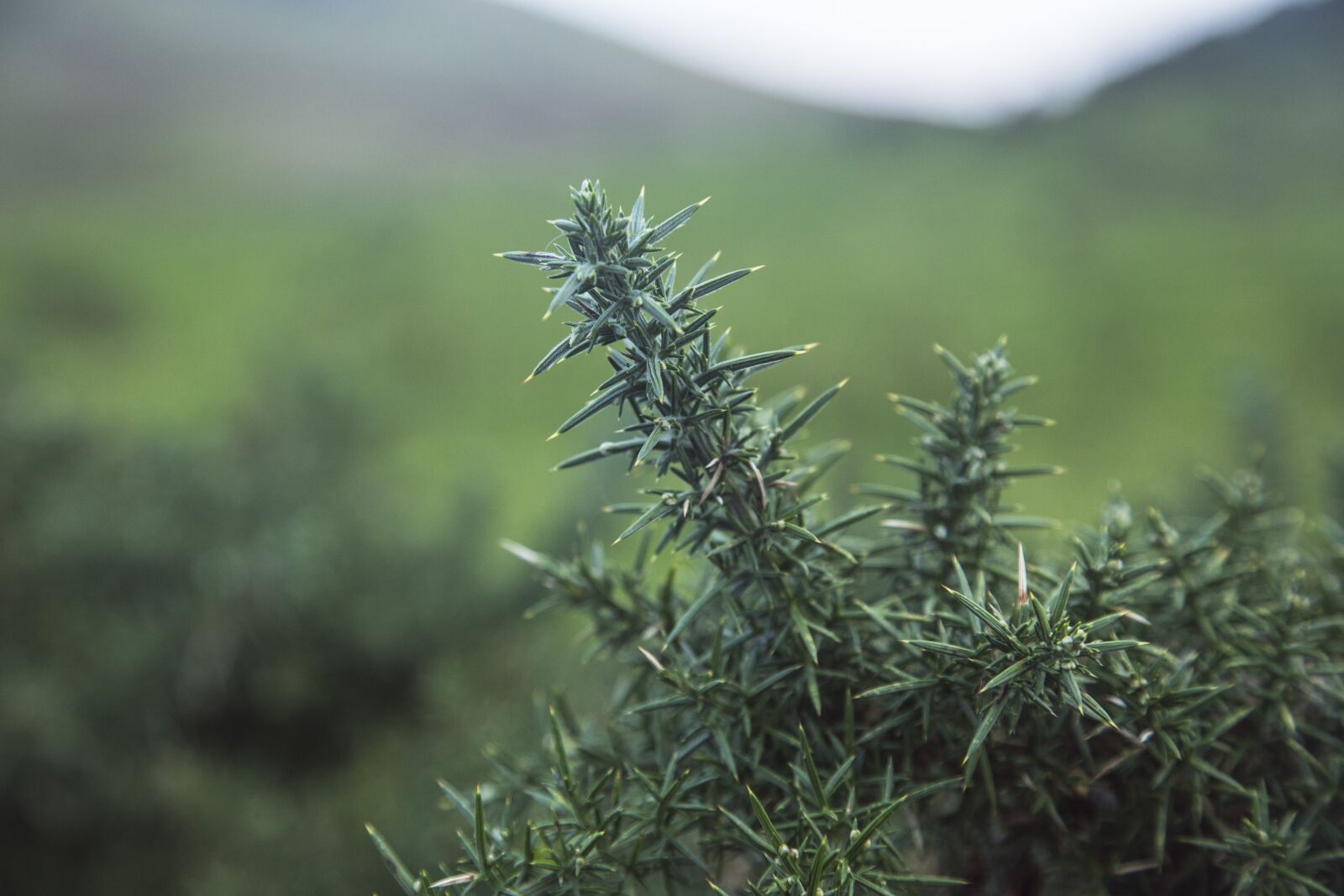 Canon EOS 6D + Canon EF 24-105mm F4L IS USM sample photo. Nature, green, zoom photography