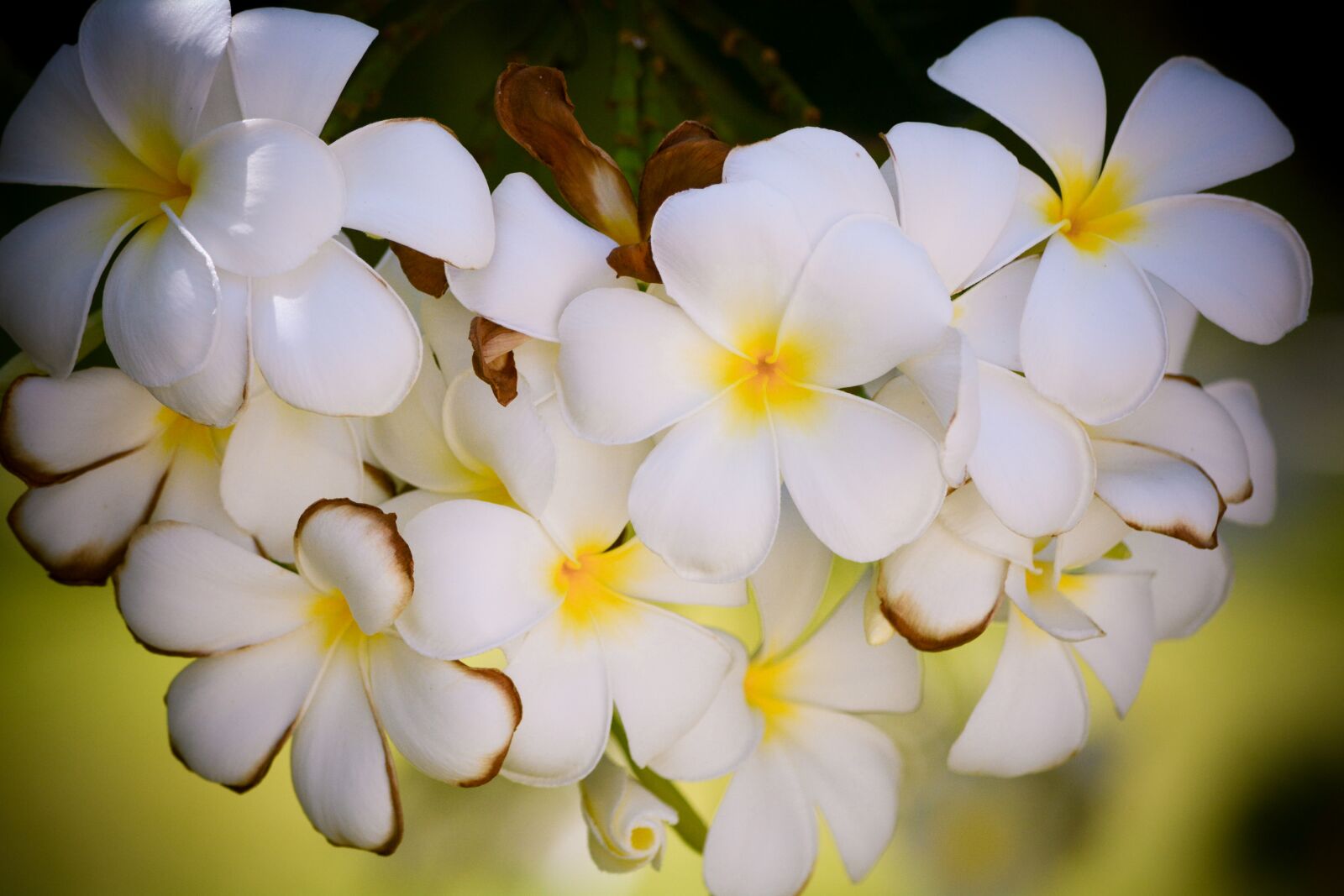 Nikon D5200 sample photo. Frangipani, flowers, plant photography