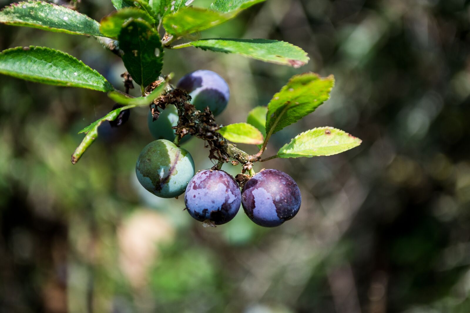 Nikon D3100 sample photo. Blueberries, berries, fruit photography