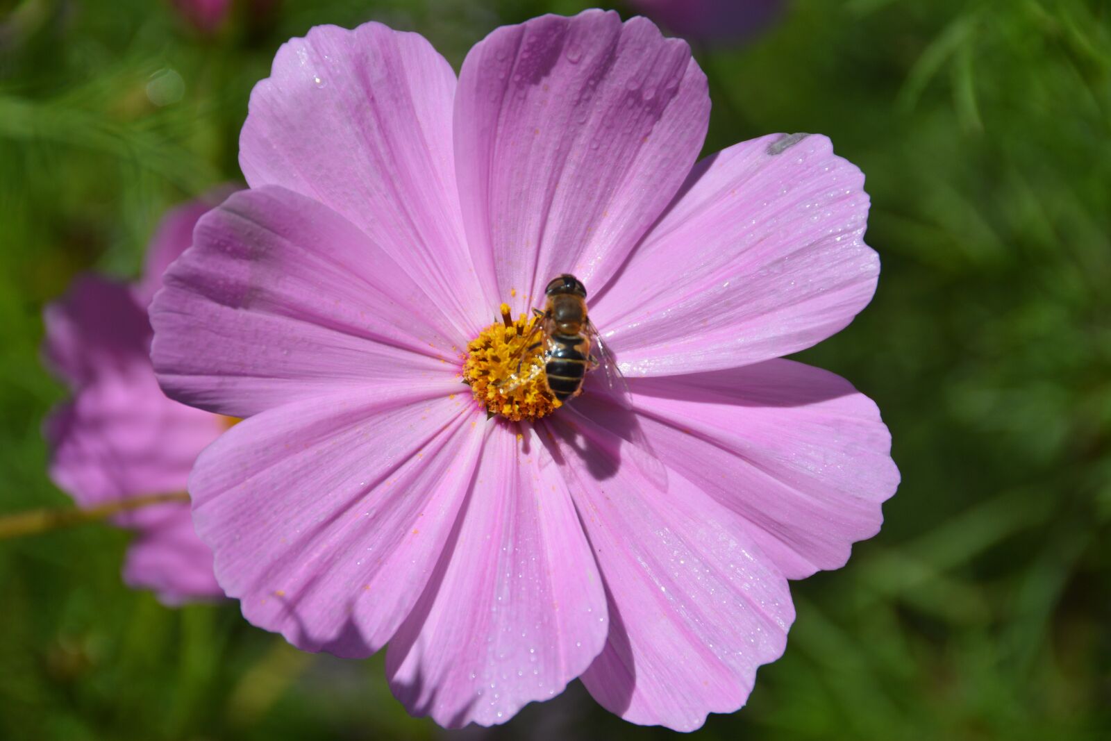 Nikon D7100 sample photo. Flower, pink, bee photography