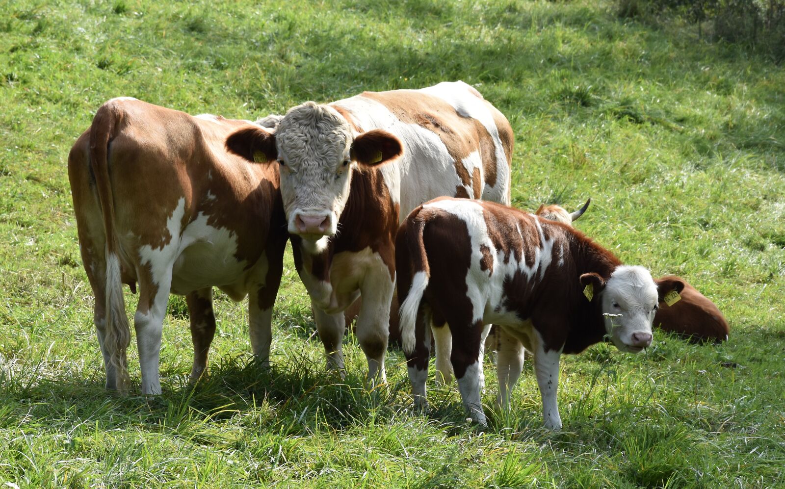 Nikon D5500 sample photo. Cow, agriculture, meadow photography