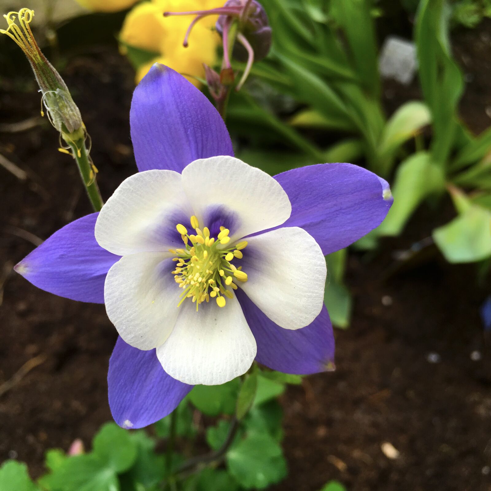 Apple iPad Pro sample photo. Spring, flowers, flowering photography