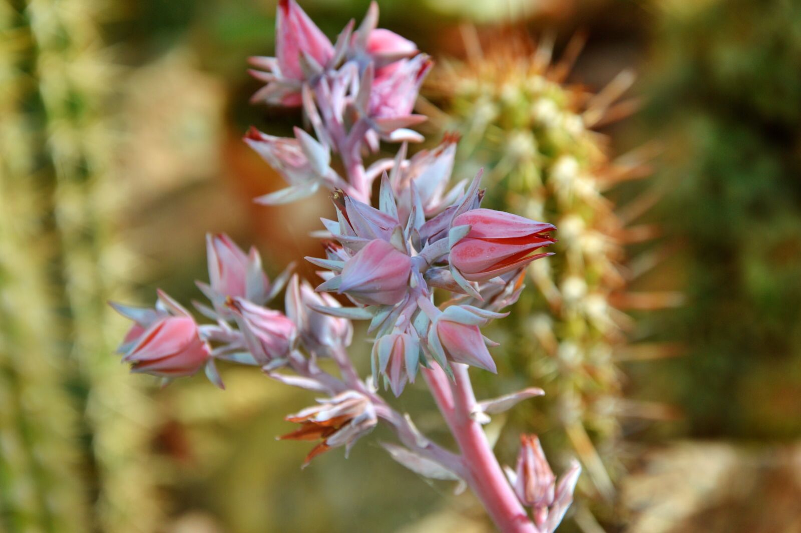 Nikon D3200 sample photo. Cactus, spur, blossom photography