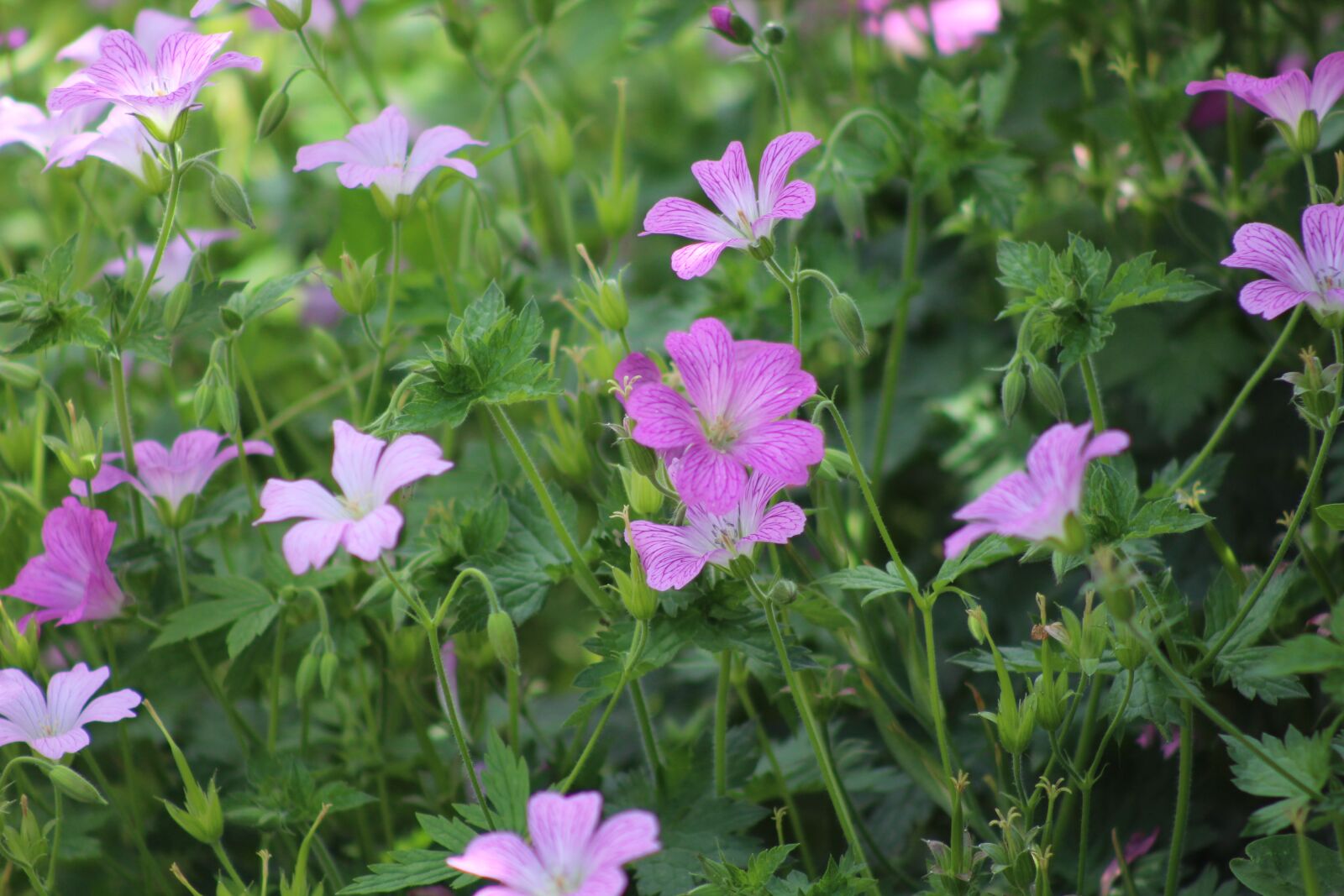 Canon EF75-300mm f/4-5.6 sample photo. Flowers, nature, spring photography
