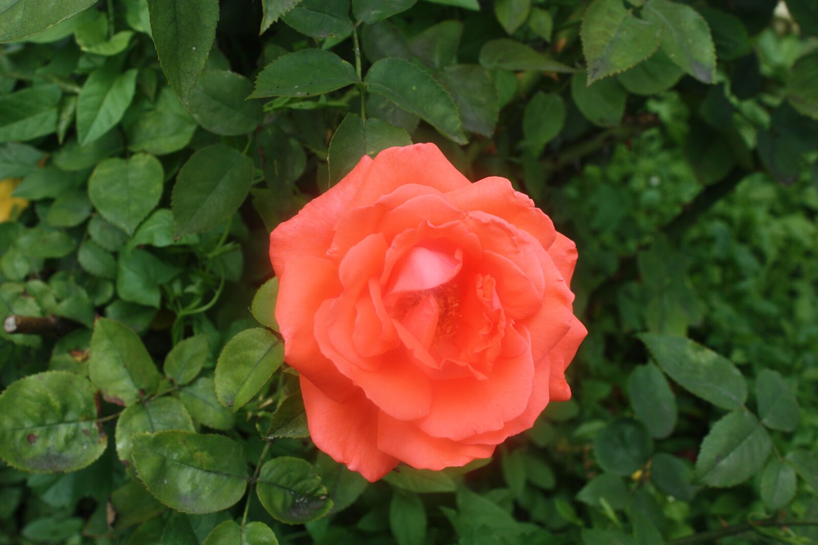 Canon EOS 450D (EOS Rebel XSi / EOS Kiss X2) sample photo. Rose, orange, bloom photography