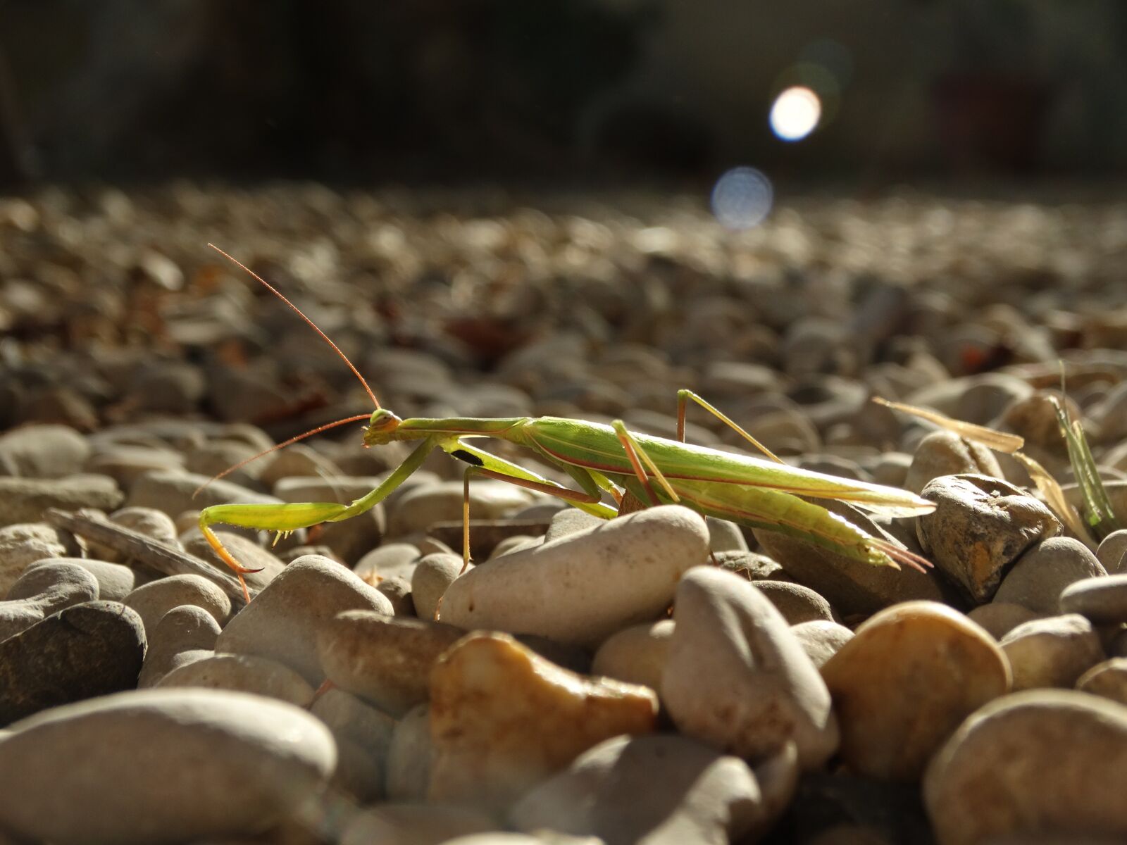 Sony Cyber-shot DSC-HX300 sample photo. Mantis, european mantis, insect photography