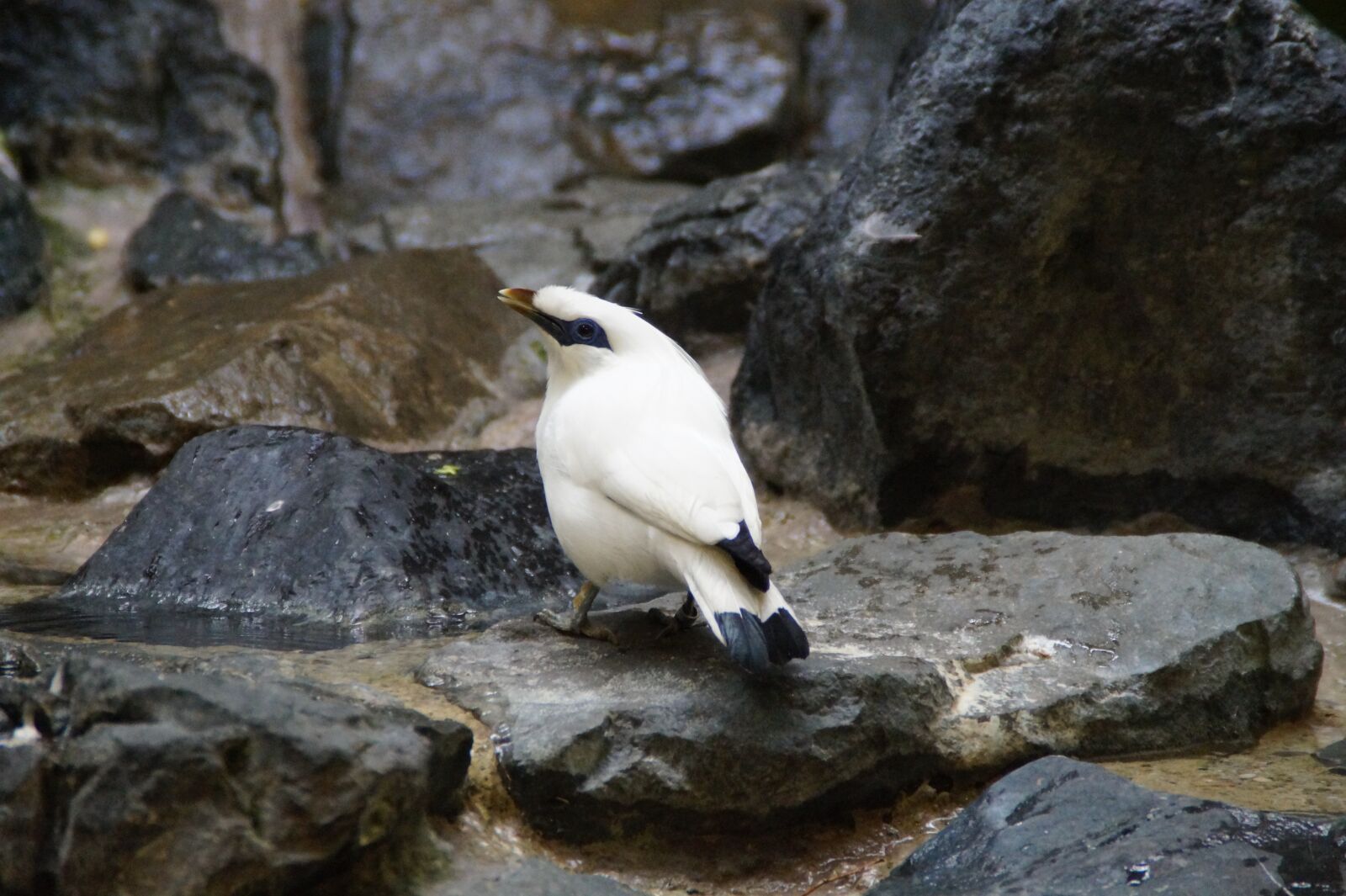 Sony SLT-A58 sample photo. Bali starling, mynah, bird photography