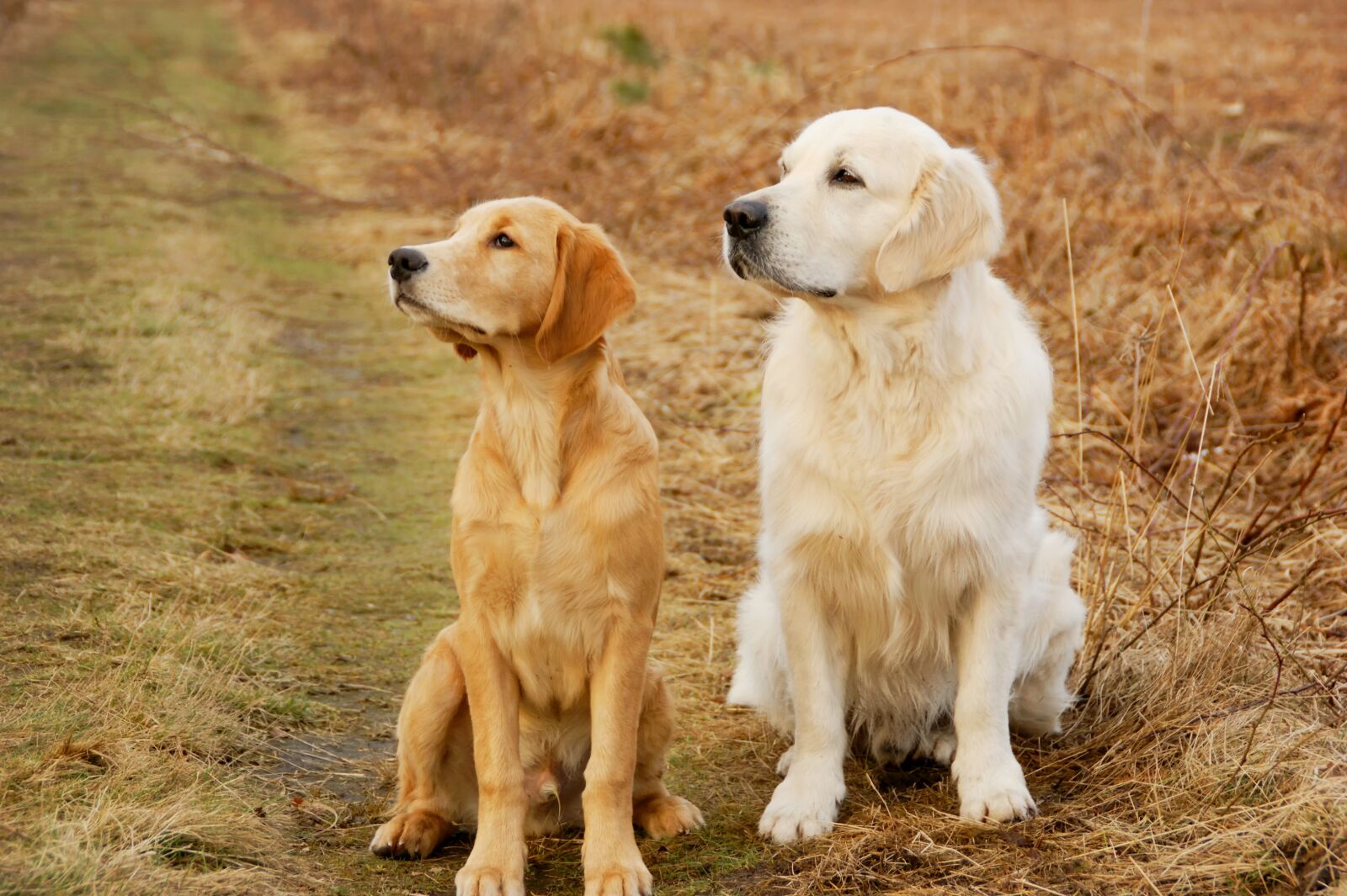 Sony Alpha DSLR-A350 sample photo. Dog, animals, cute photography