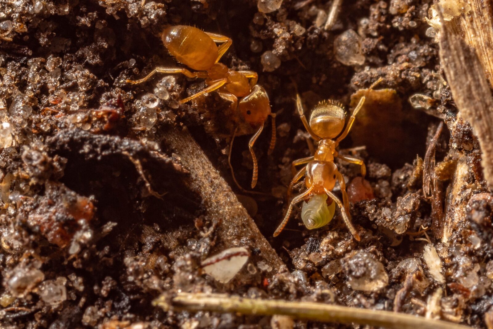 Sony SLT-A68 + MACRO 50mm F2.8 sample photo. Macro, ants, nature photography