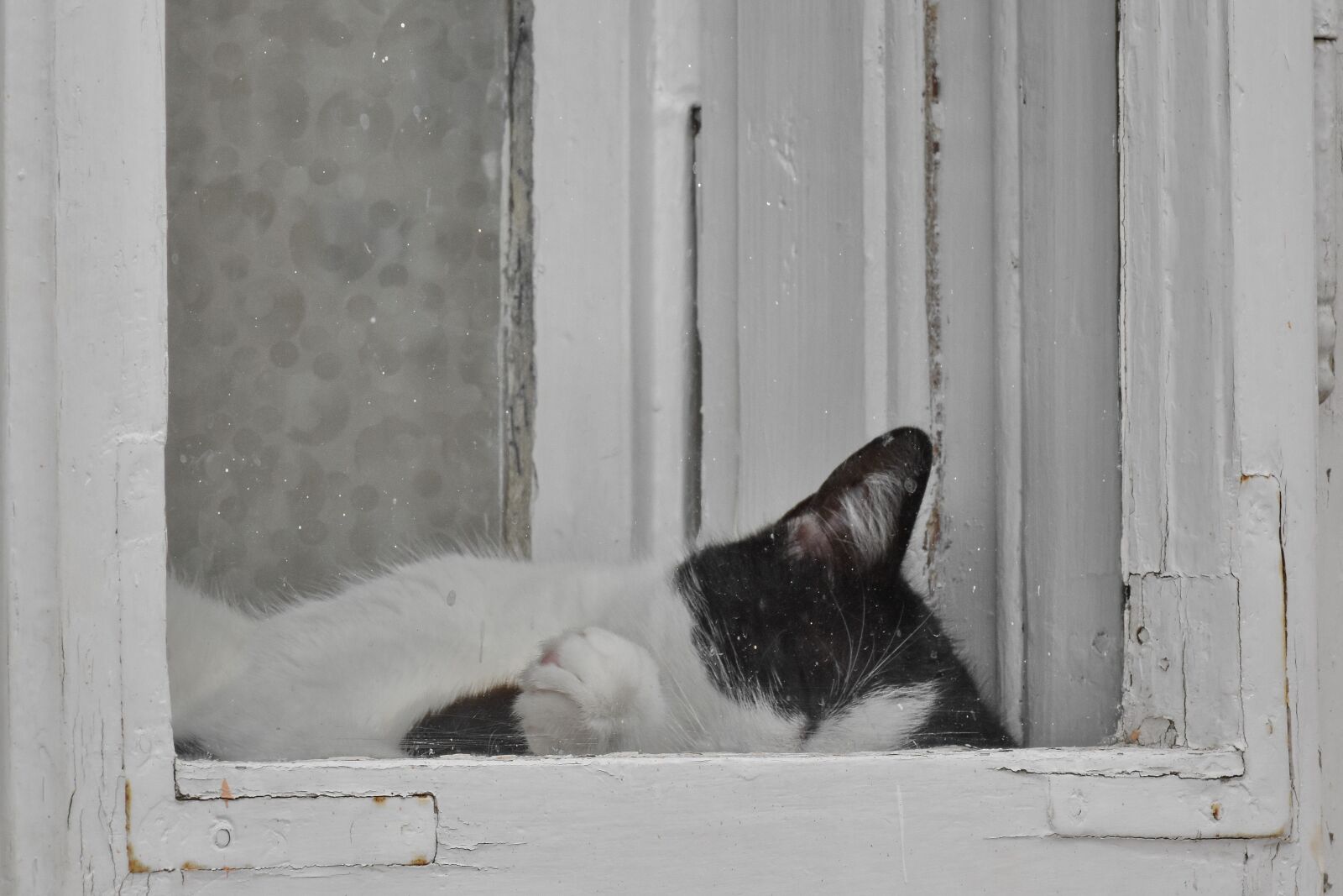 Nikon D5500 sample photo. Black and white, domestic photography