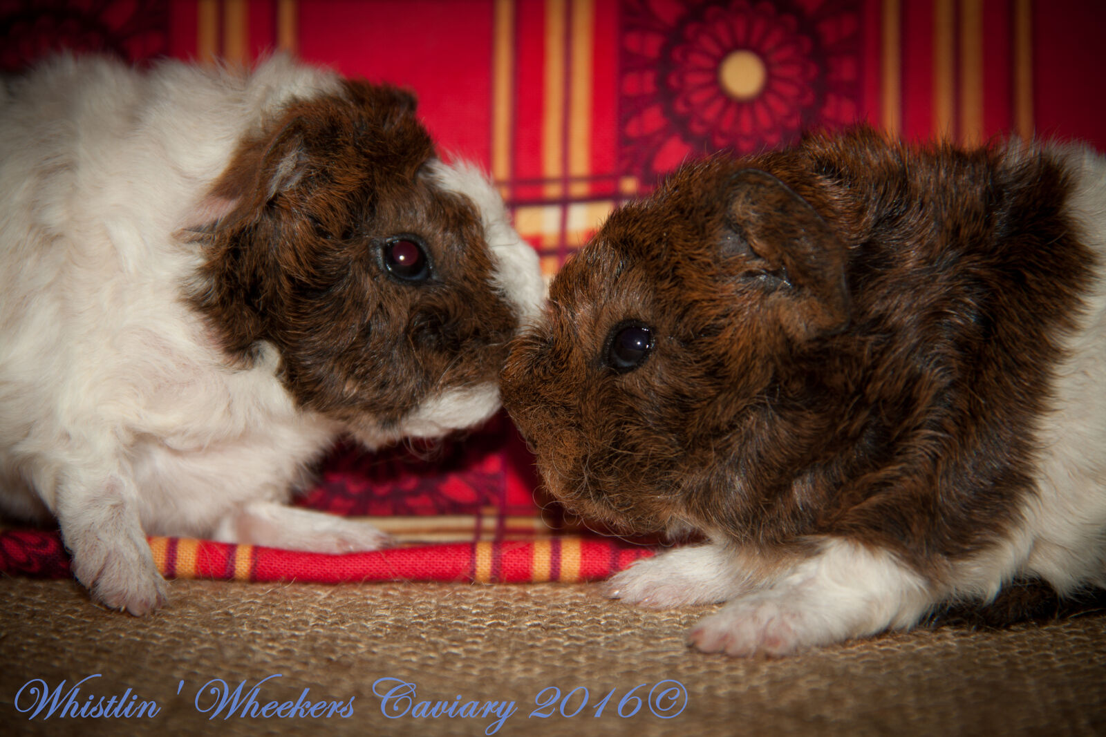 Canon EOS 50D + Canon EF-S 18-135mm F3.5-5.6 IS sample photo. Cavy, pups, guinea, pig photography
