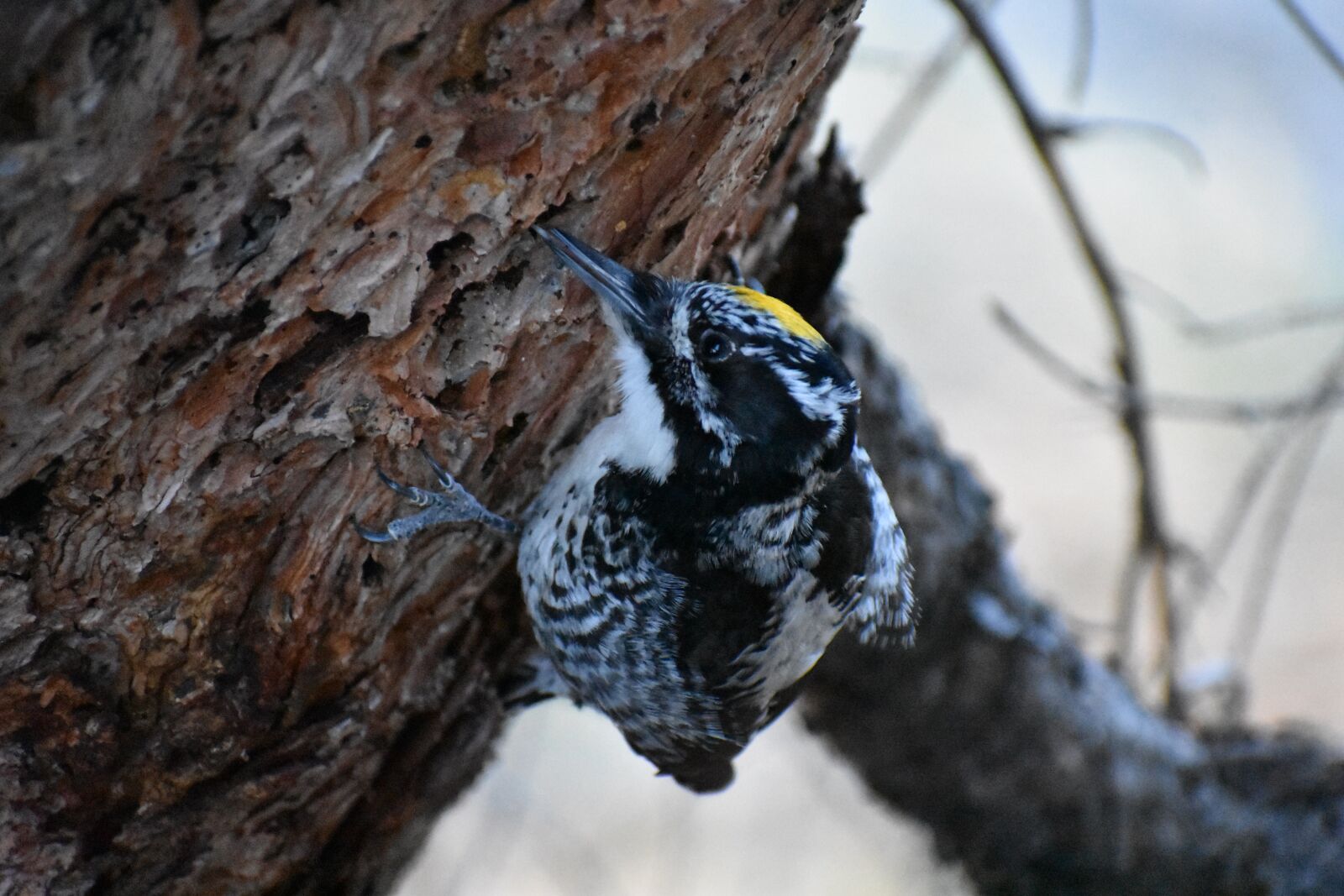 Nikon D3400 sample photo. Bird, yellow, tree photography