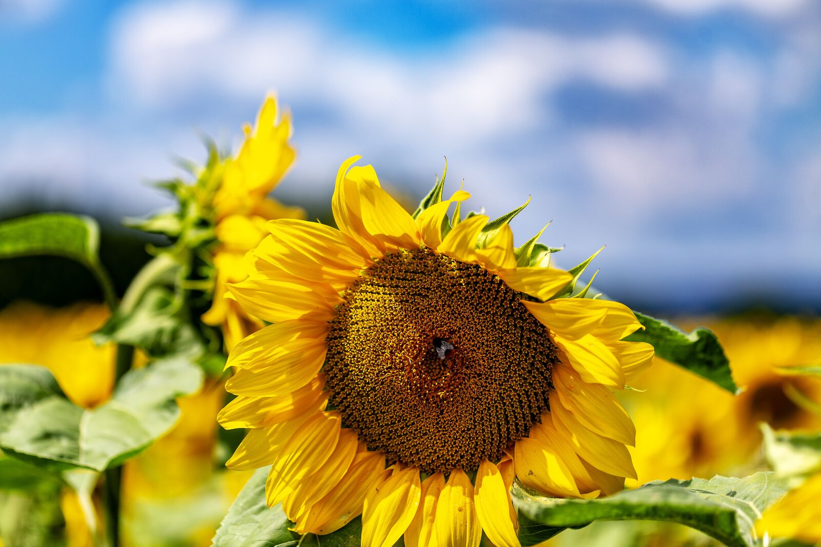 Canon EF 100mm F2.8L Macro IS USM sample photo. Sunflower, summer, sun photography
