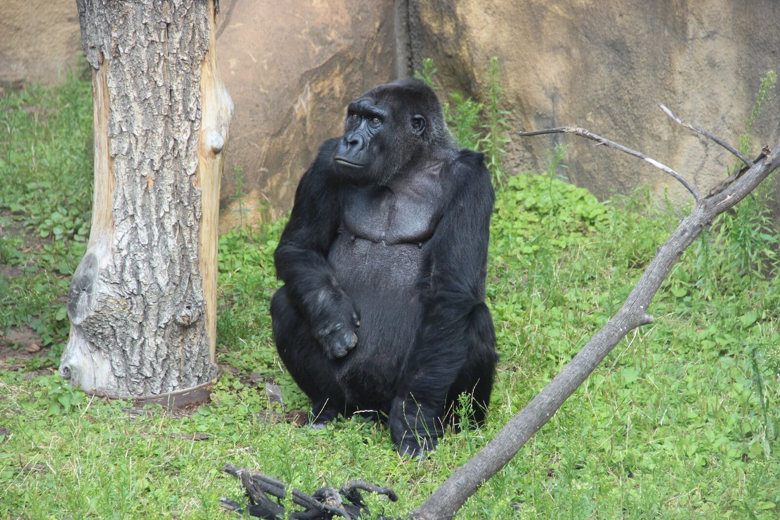 Canon EF-S 18-135mm F3.5-5.6 IS sample photo. Gorilla, zoo, moscow zoo photography