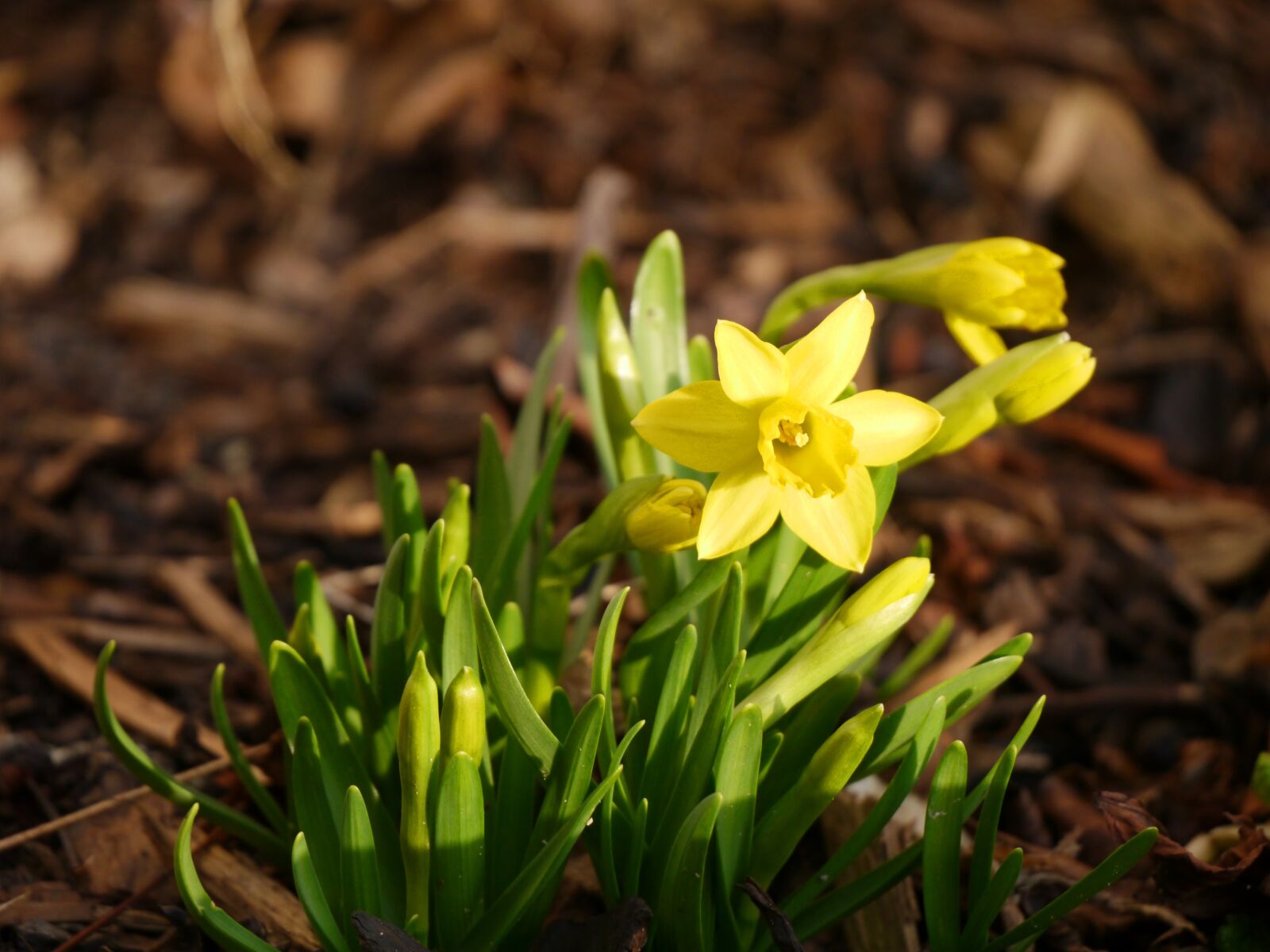 Panasonic Lumix DMC-G5 sample photo. Tete a tete, narcissus photography