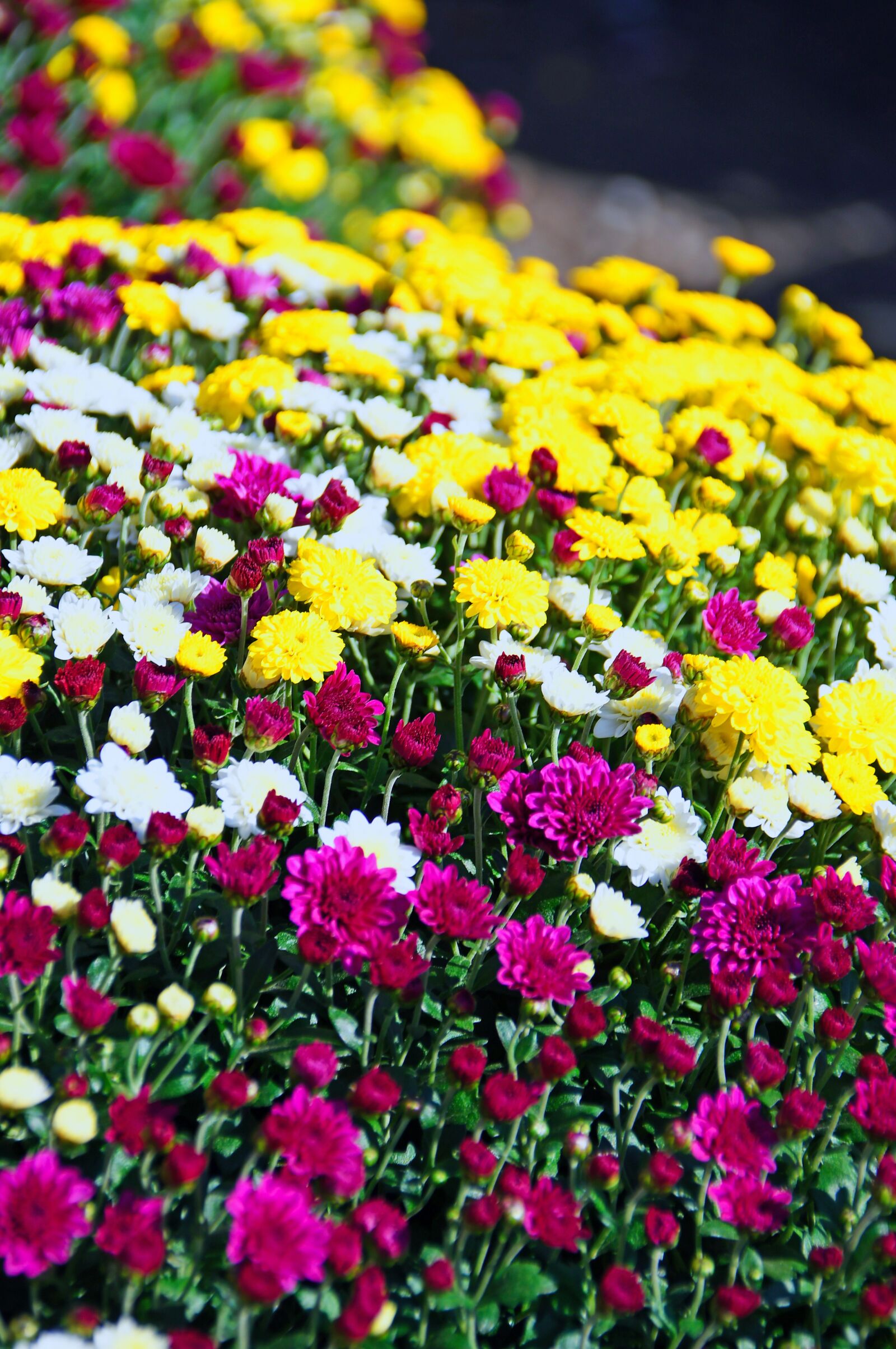 Nikon D3200 sample photo. Pink, pink chrysanthemum, bloom photography