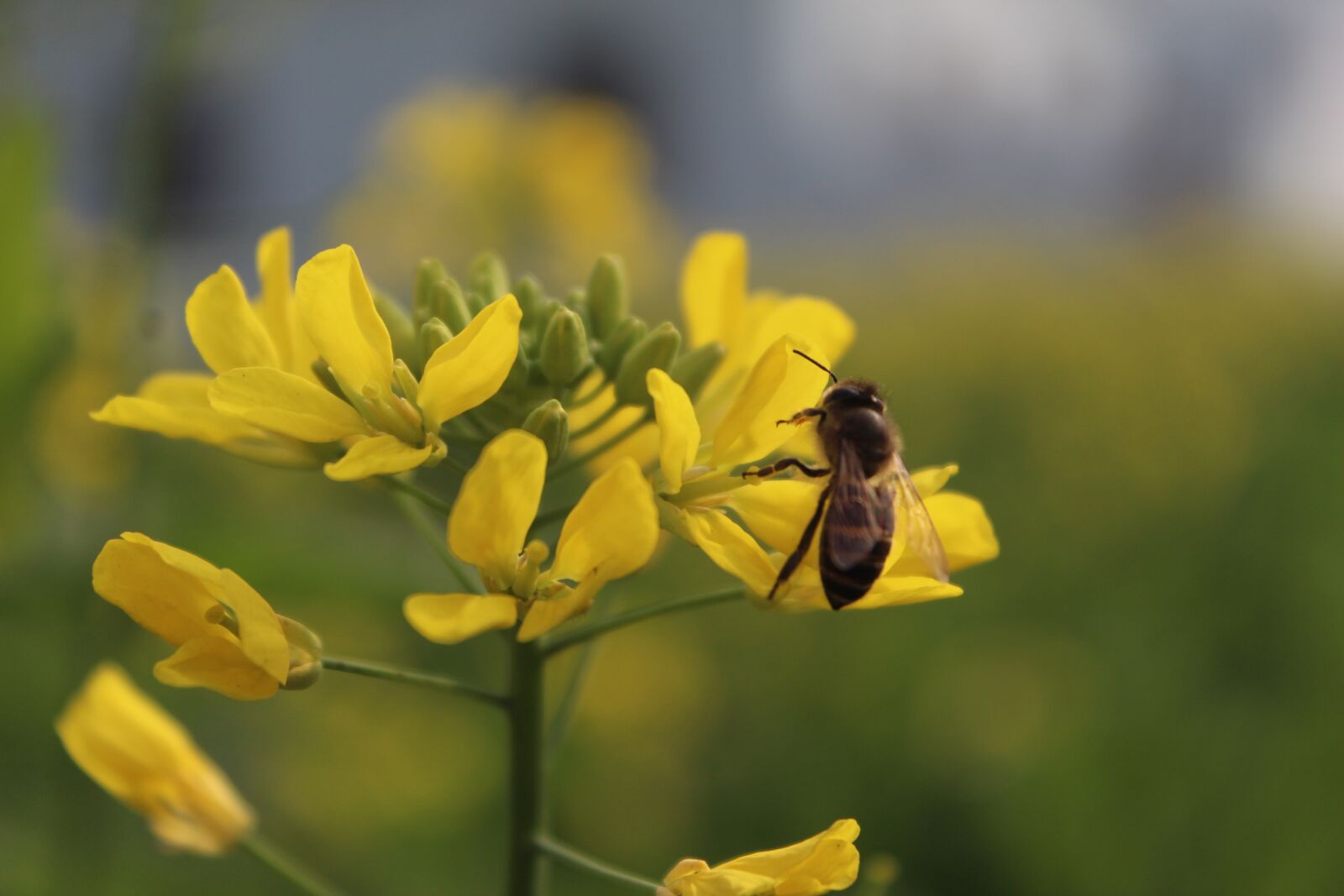 Canon EOS 1300D (EOS Rebel T6 / EOS Kiss X80) sample photo. Yellow, mustard, bee photography