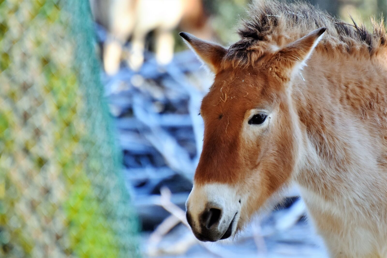 Nikon D7200 sample photo. Donkey, mule, muli photography