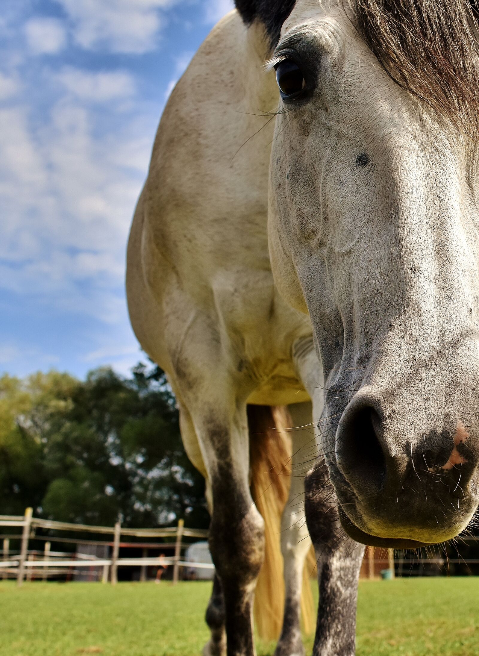 Nikon D7200 sample photo. Horse, mold, pony photography