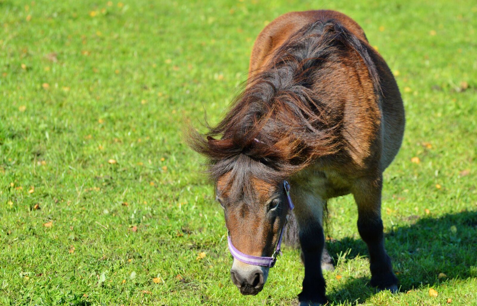 Nikon D3200 sample photo. Horse, pony, mane photography