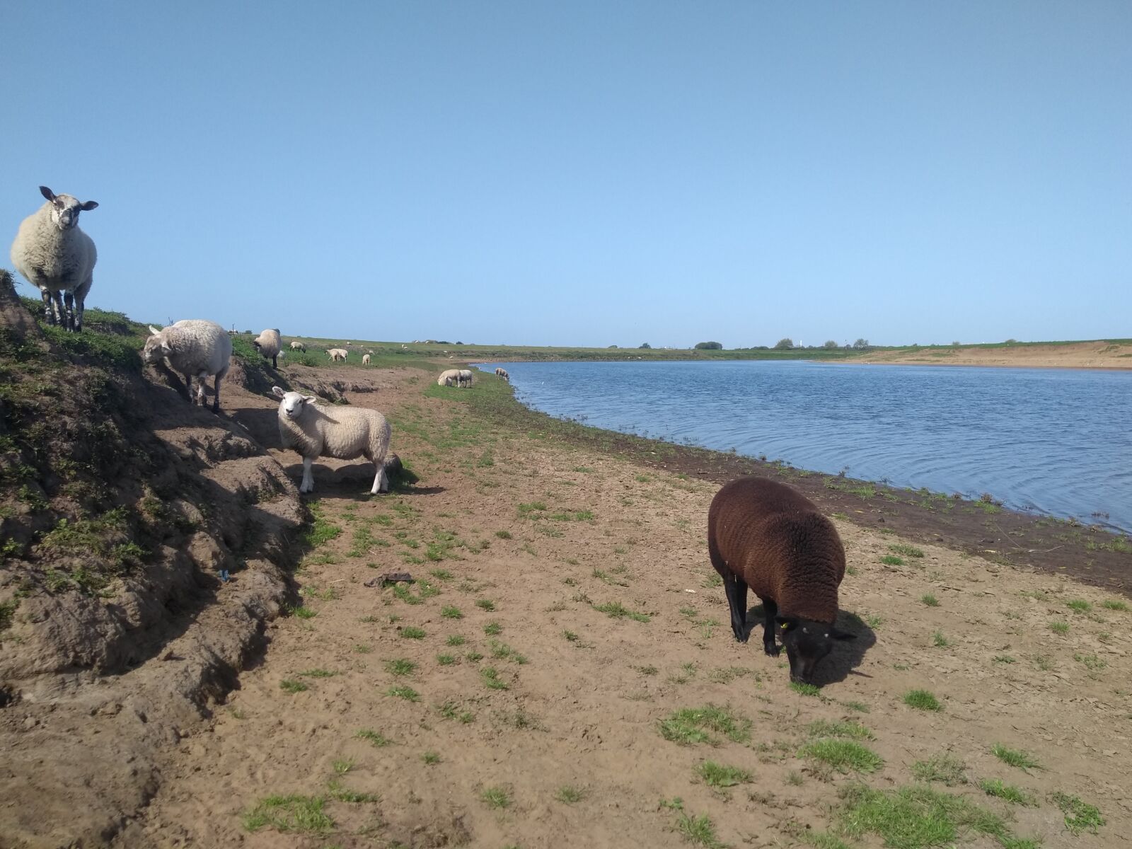 Motorola Moto G (5) sample photo. Sheep, beach, clear blue photography