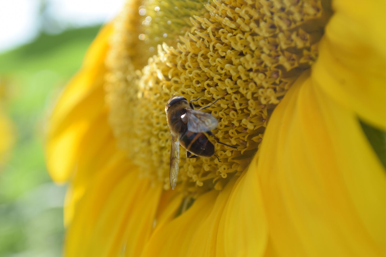 Nikon D5300 sample photo. Bee, sunflower, insect photography