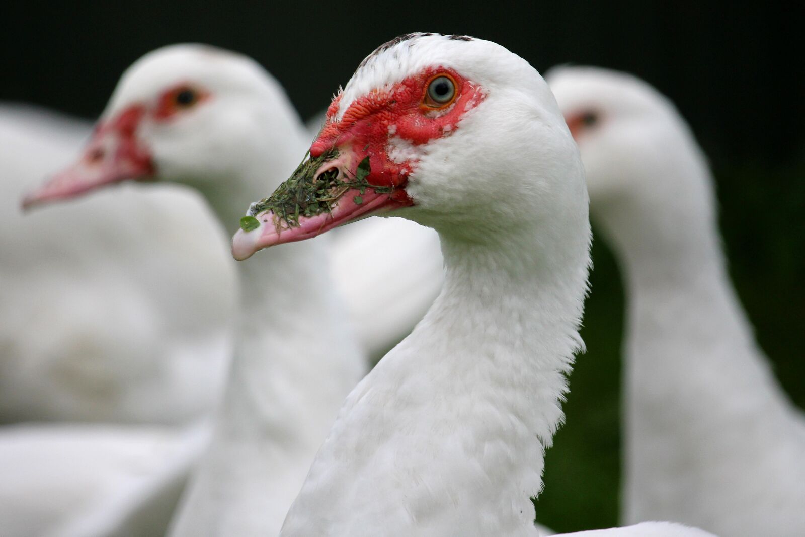 Canon EF-S 55-250mm F4-5.6 IS STM sample photo. Ducks, red beak, bio photography
