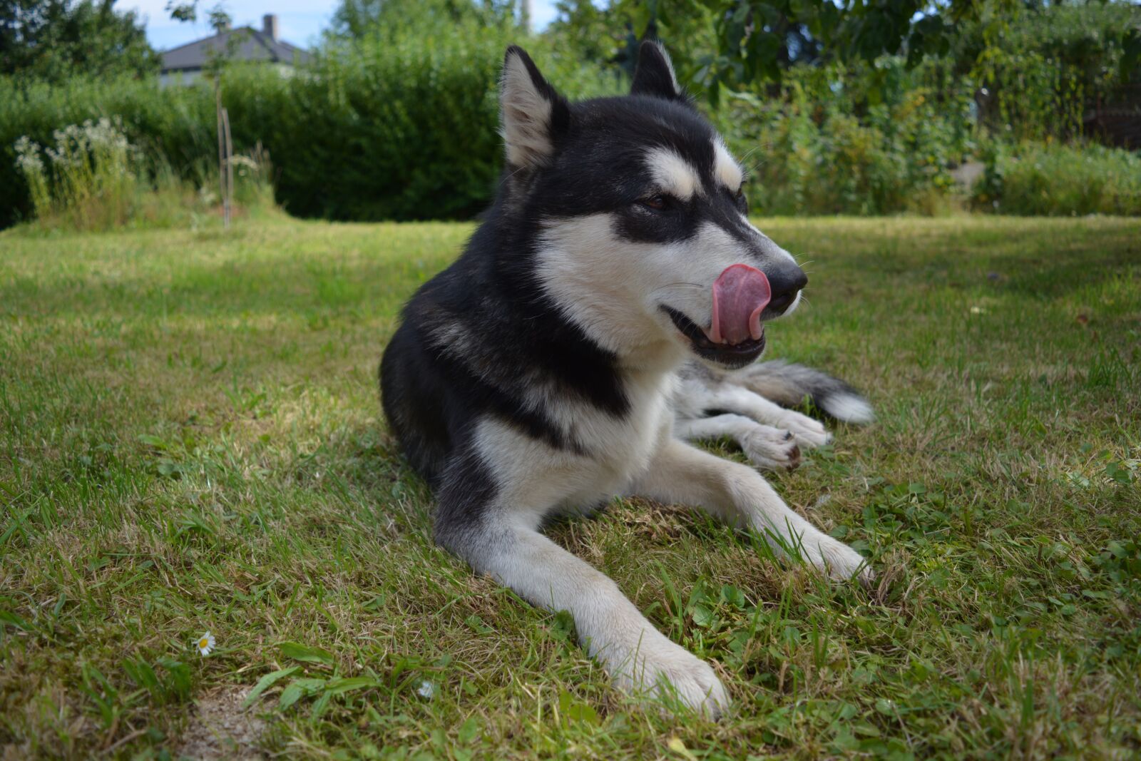 Nikon D5200 sample photo. Dog, grass, garden photography
