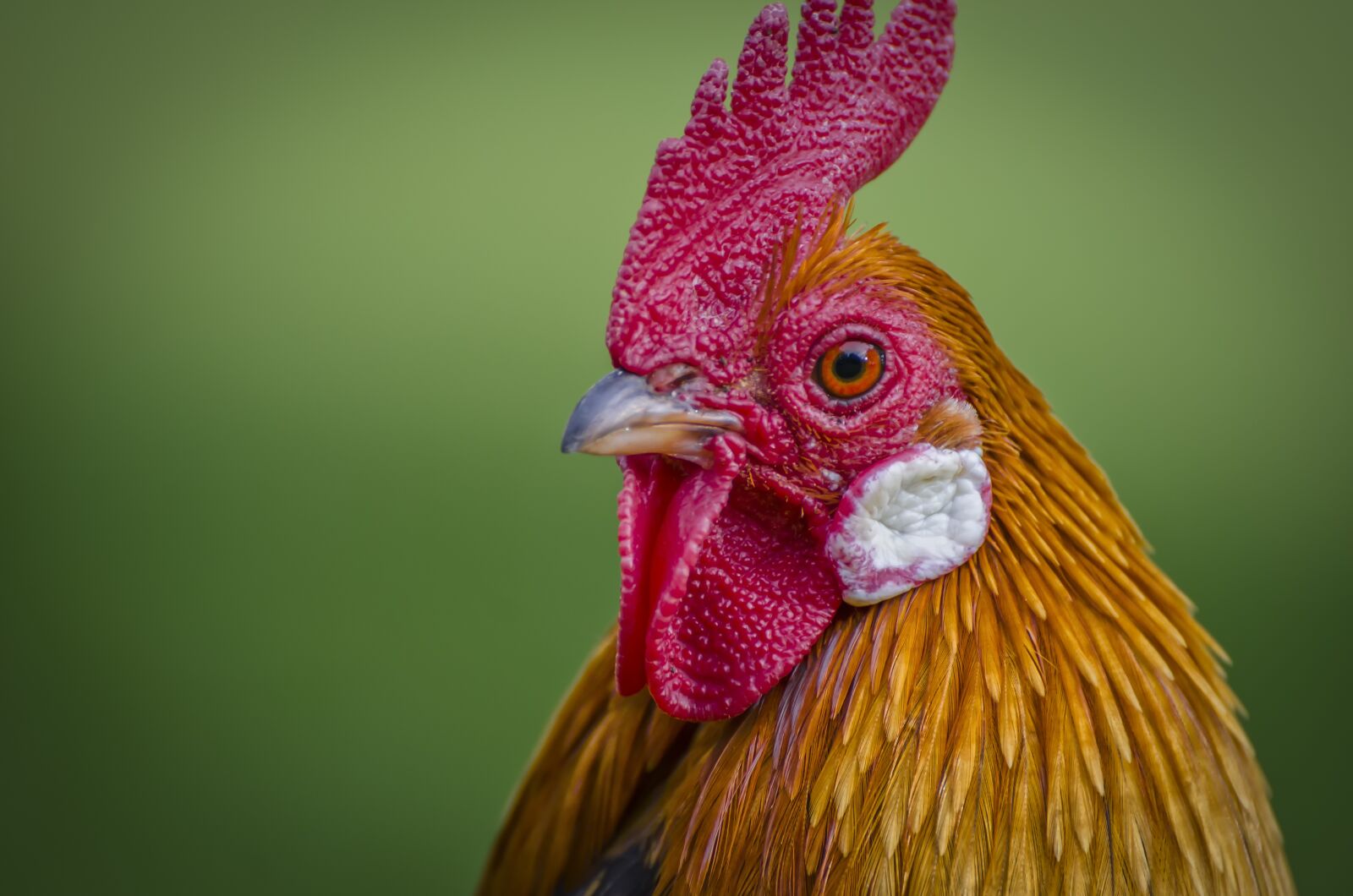 Nikon D7000 sample photo. Hahn, animal portrait, poultry photography