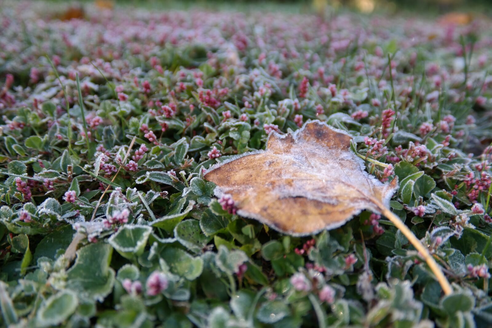 Samsung NX300 sample photo. Winter, hoarfrost, leaf photography