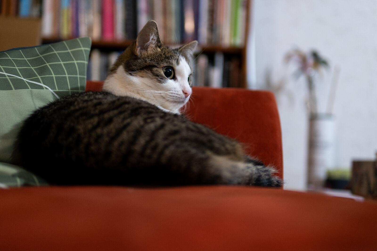 Sigma 30mm F1.4 DC DN | C sample photo. The waiting cat photography