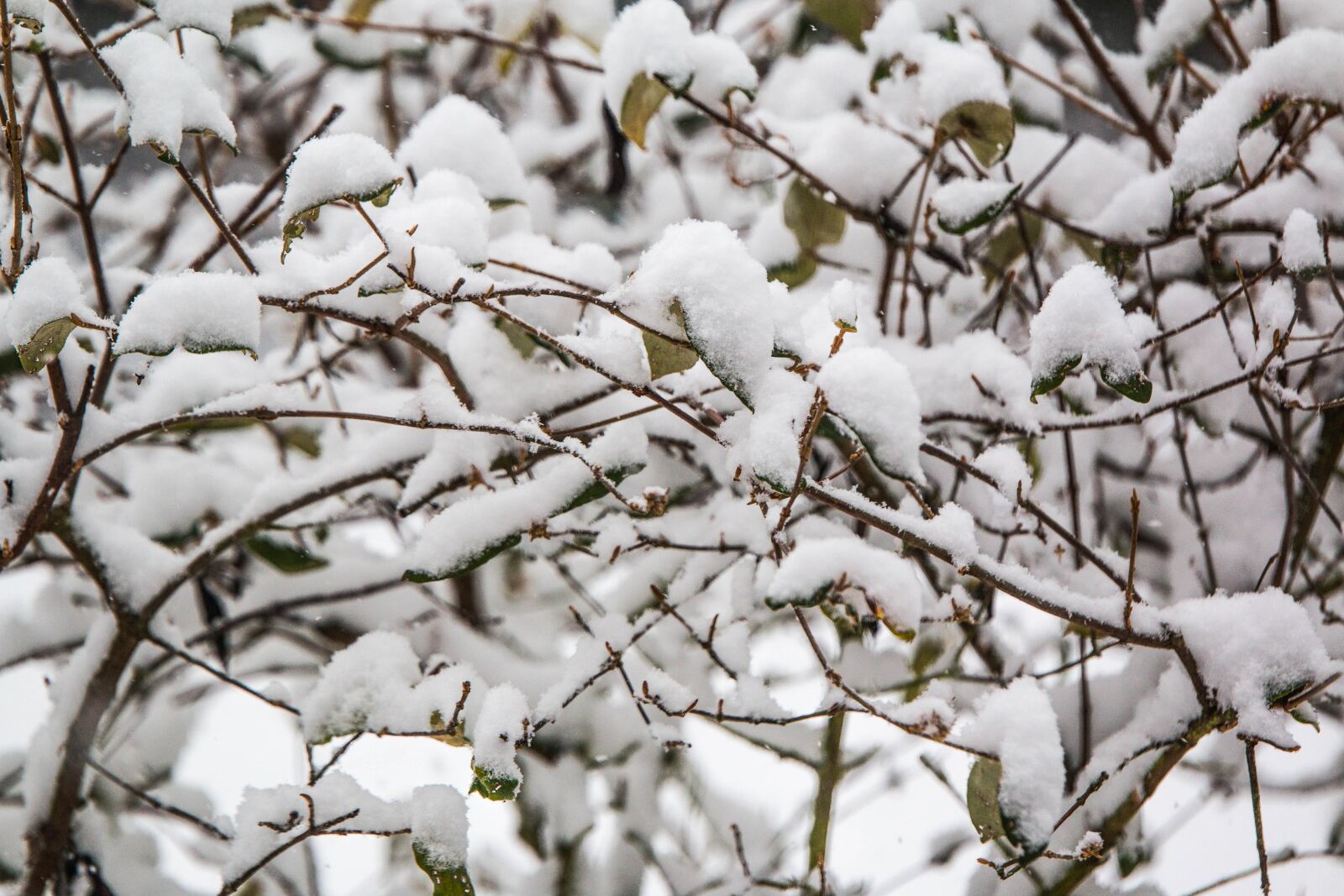 Canon EOS 70D sample photo. Tree, winter, season photography
