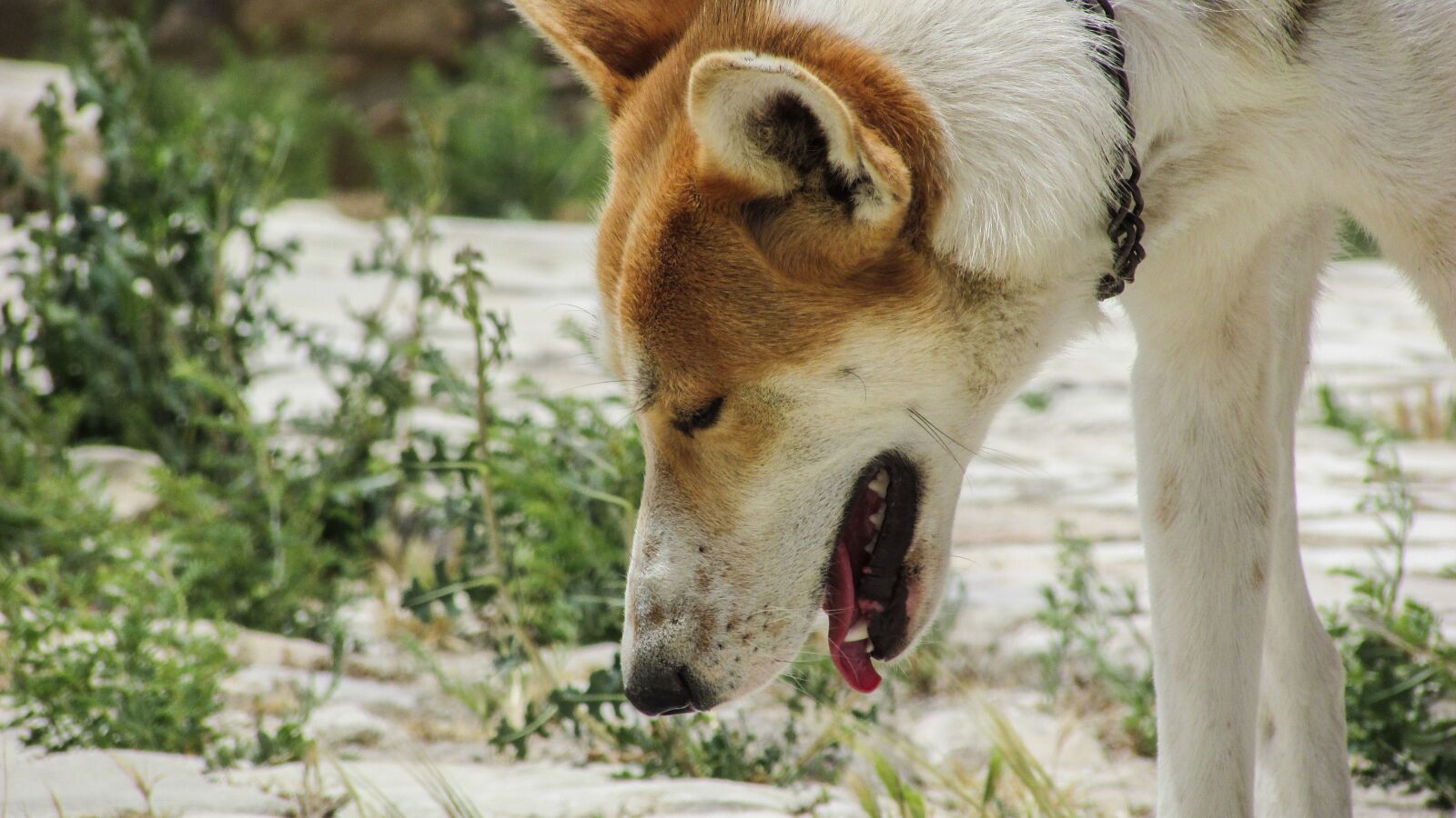 Canon PowerShot SX400 IS sample photo. Dog, animal, curious photography
