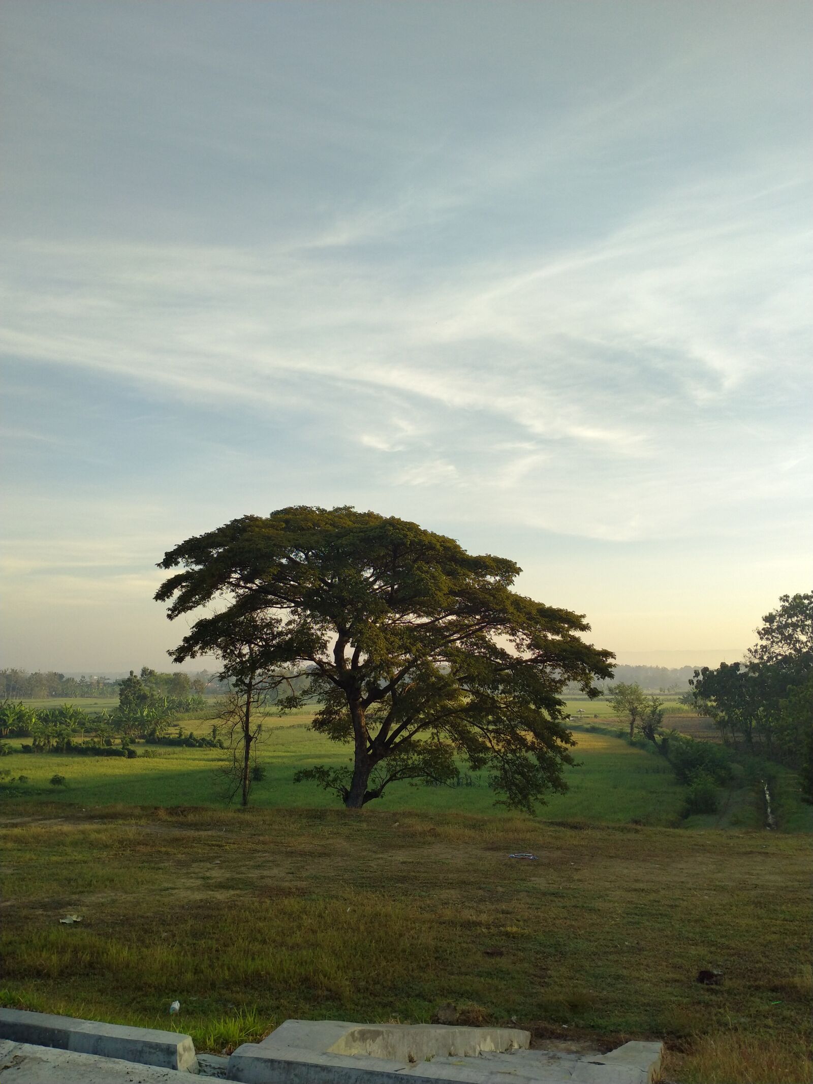 Realme 5I sample photo. Monday, trees, green photography
