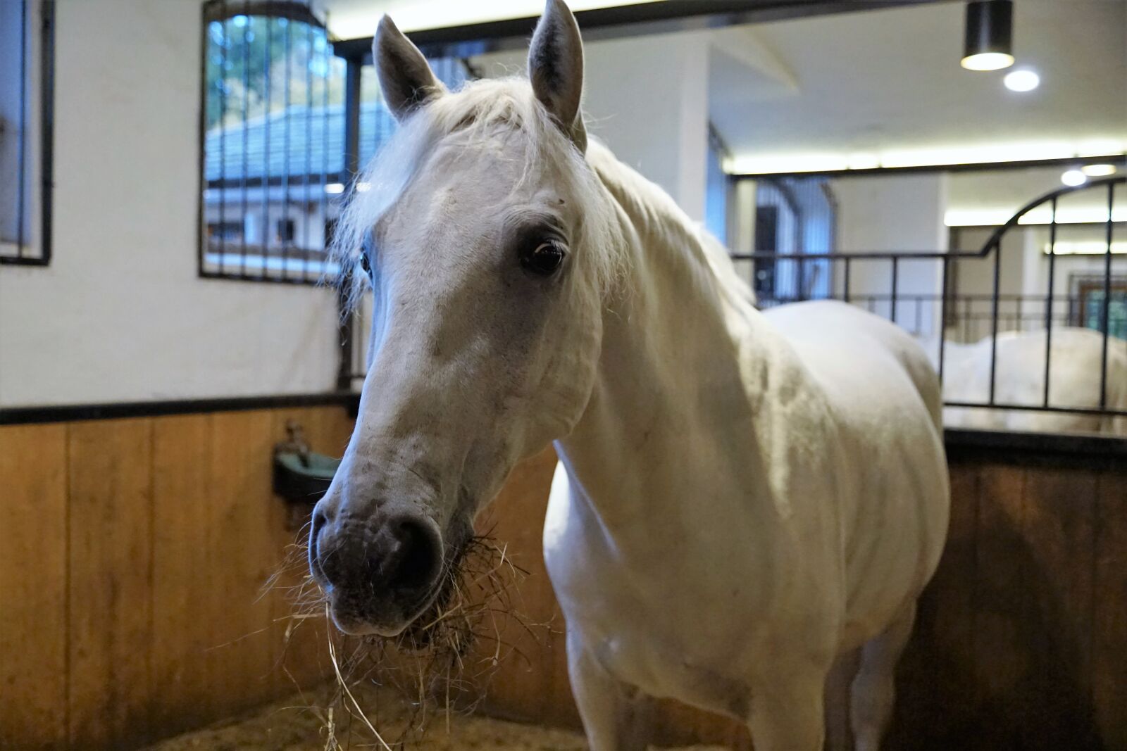 Sony ILCA-77M2 + Sony DT 16-50mm F2.8 SSM sample photo. Lipizzaner, horse, steel photography