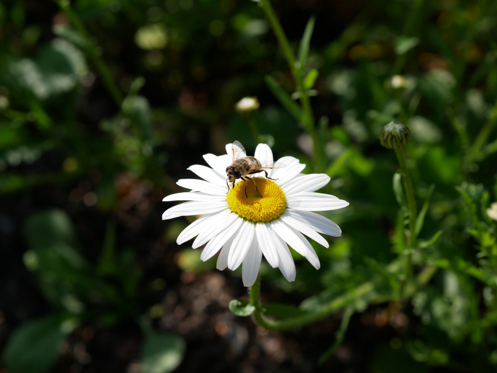 Panasonic Lumix DMC-GX85 (Lumix DMC-GX80 / Lumix DMC-GX7 Mark II) sample photo. Marguerite, white, bee photography