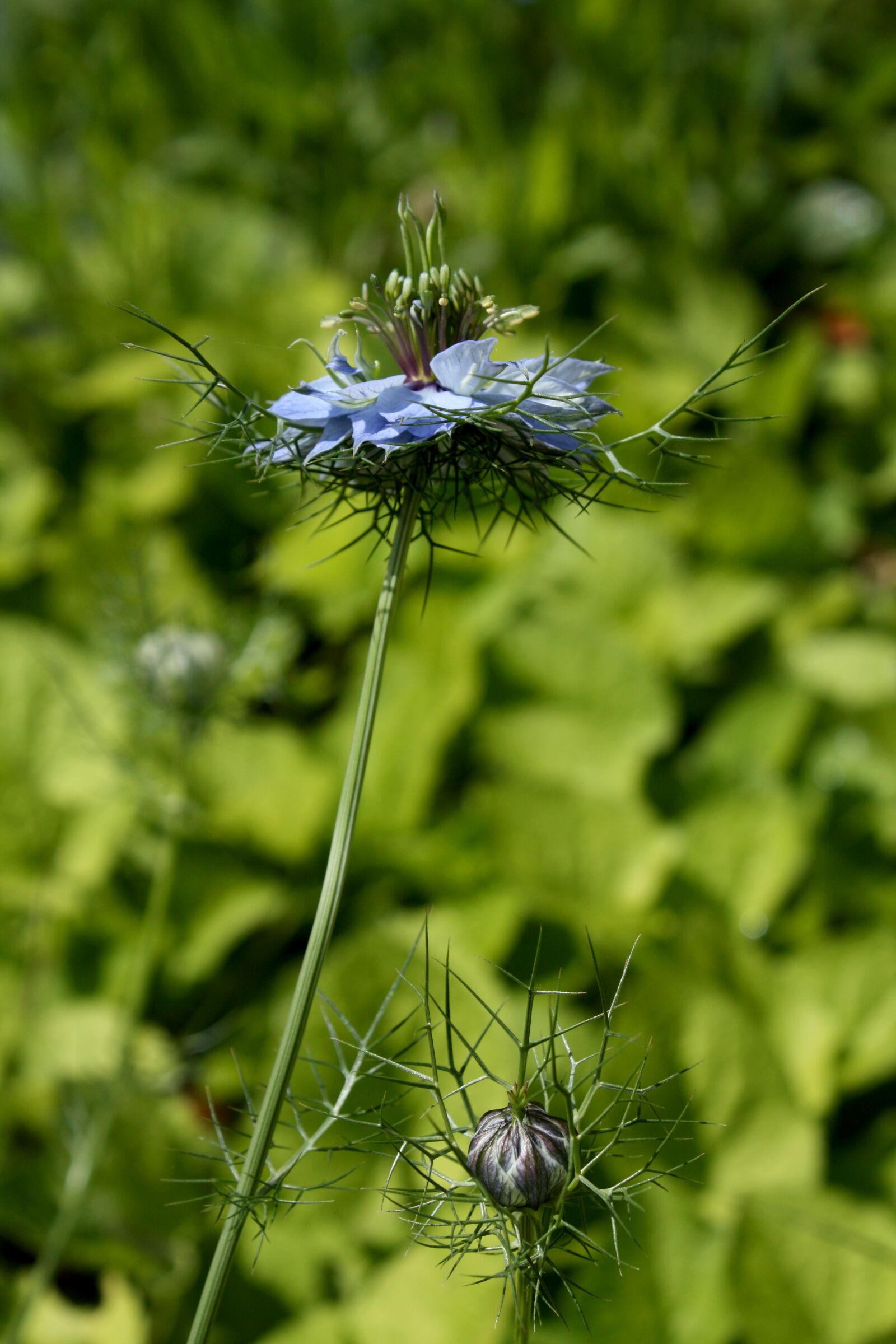 Canon EOS 450D (EOS Rebel XSi / EOS Kiss X2) sample photo. Damascus nigella, blue flower photography