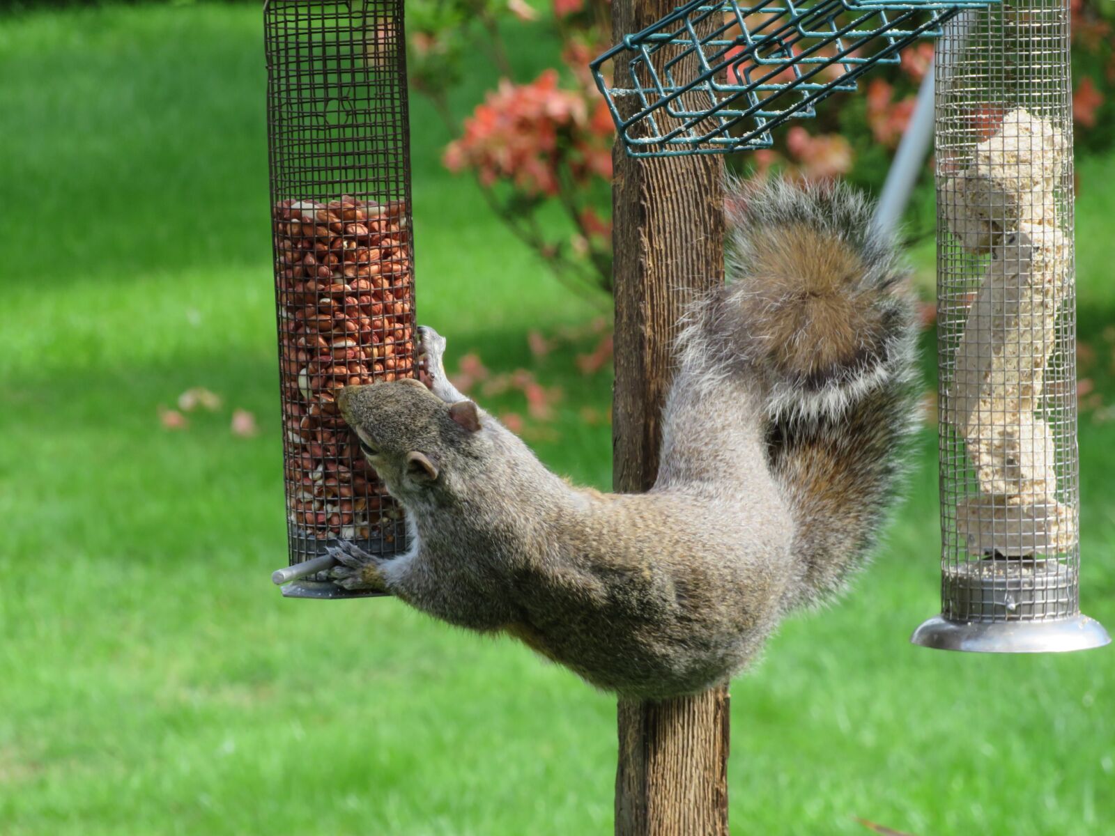 Canon PowerShot SX540 HS sample photo. Squirrel, grey, nuts photography