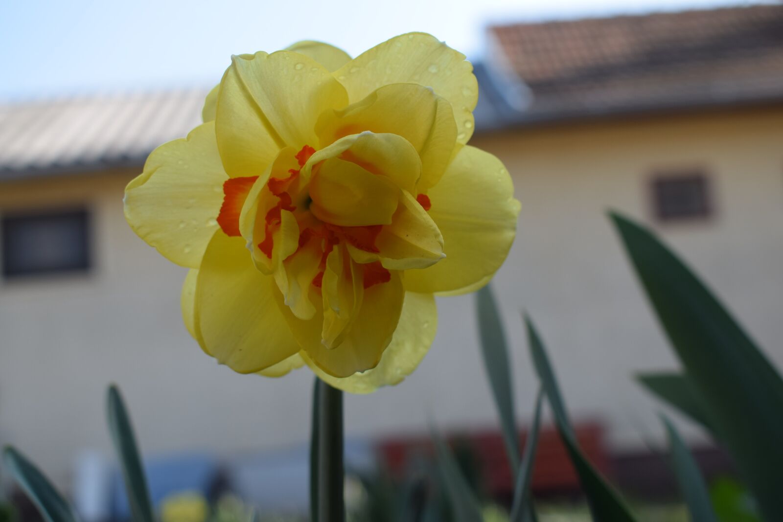 Nikon D5300 sample photo. Daffodil, spring, flower photography