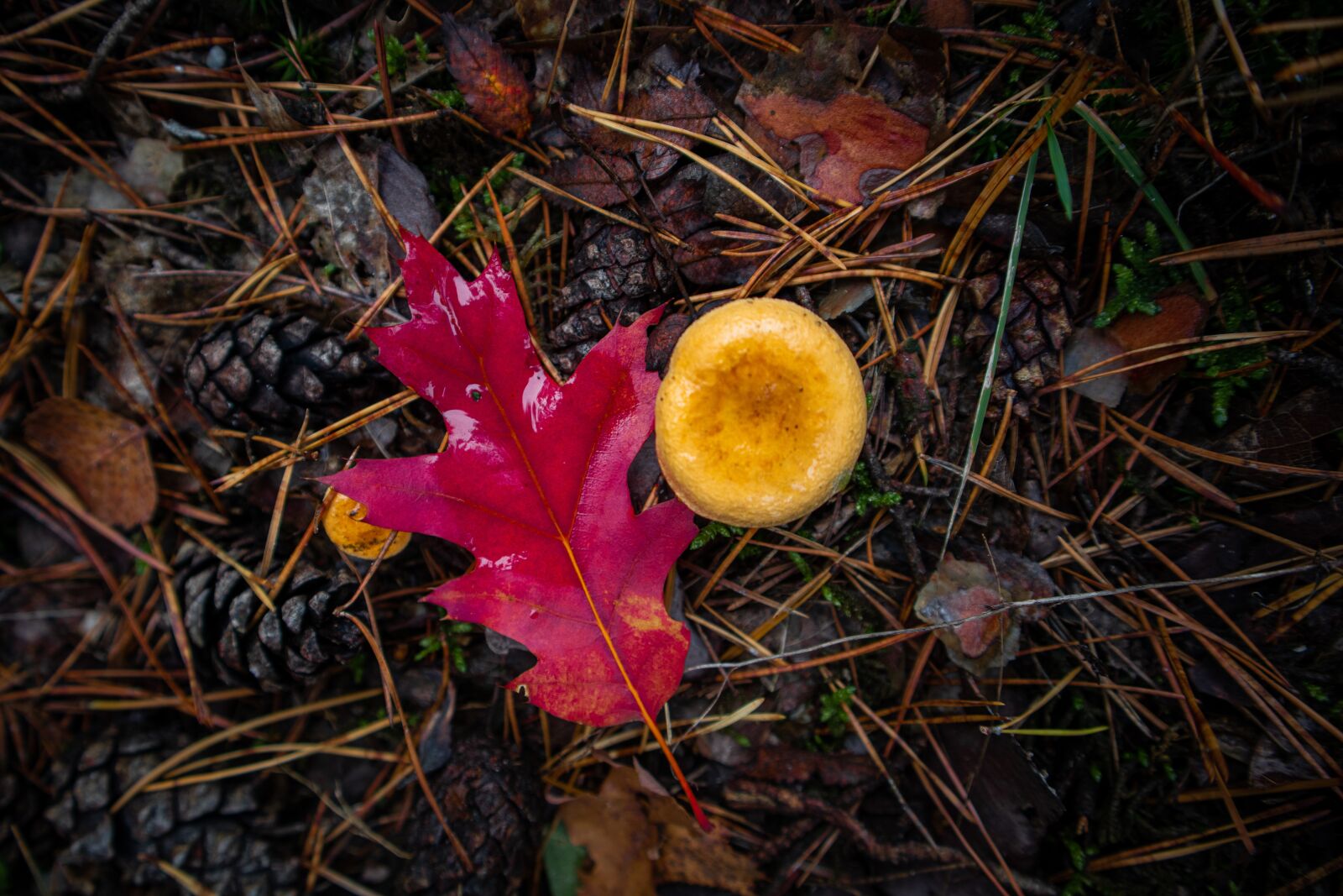 Canon EOS M100 sample photo. Mushrooms, mushroom, autumn photography