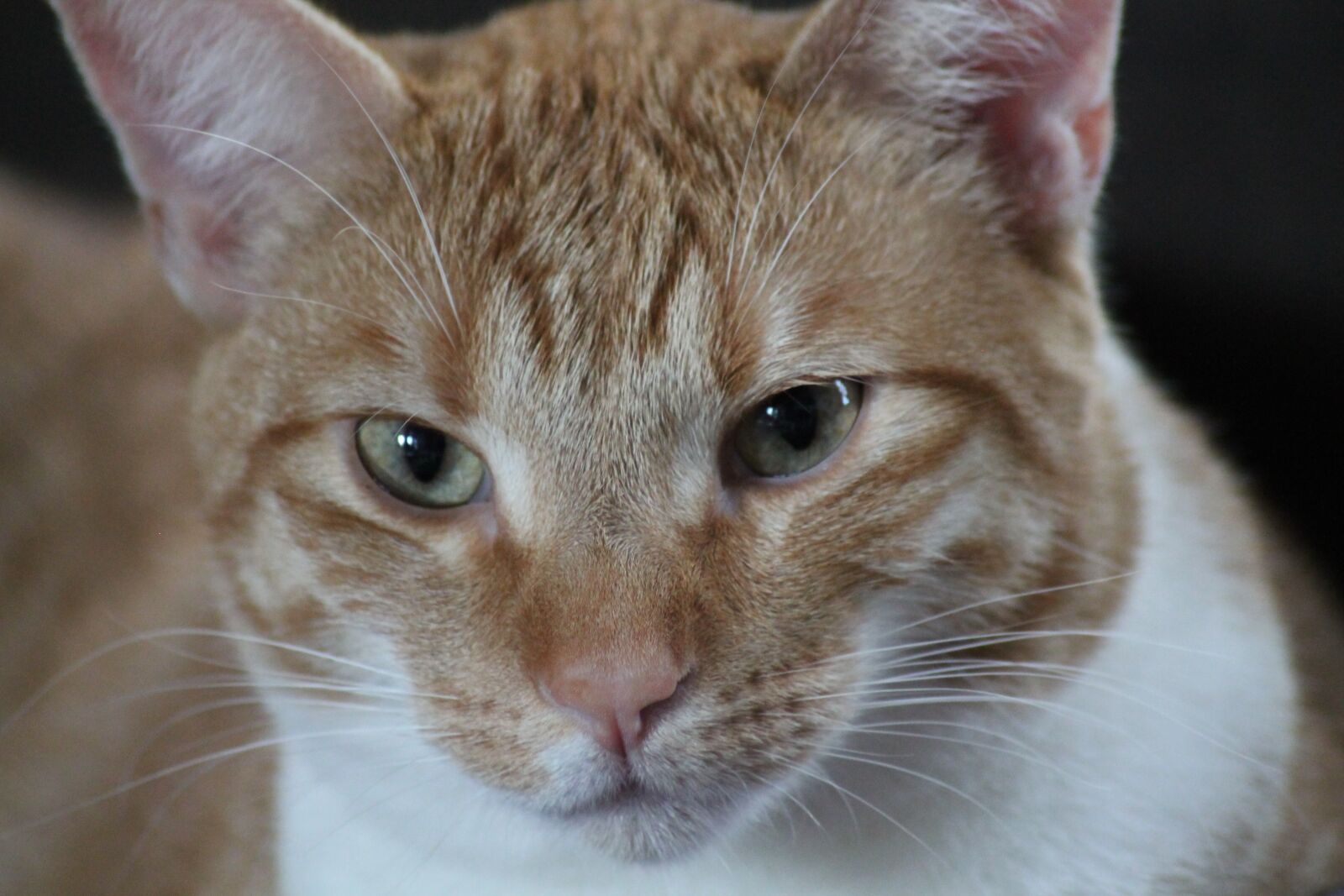 Canon EOS 1100D (EOS Rebel T3 / EOS Kiss X50) sample photo. Cat, animal, pet photography