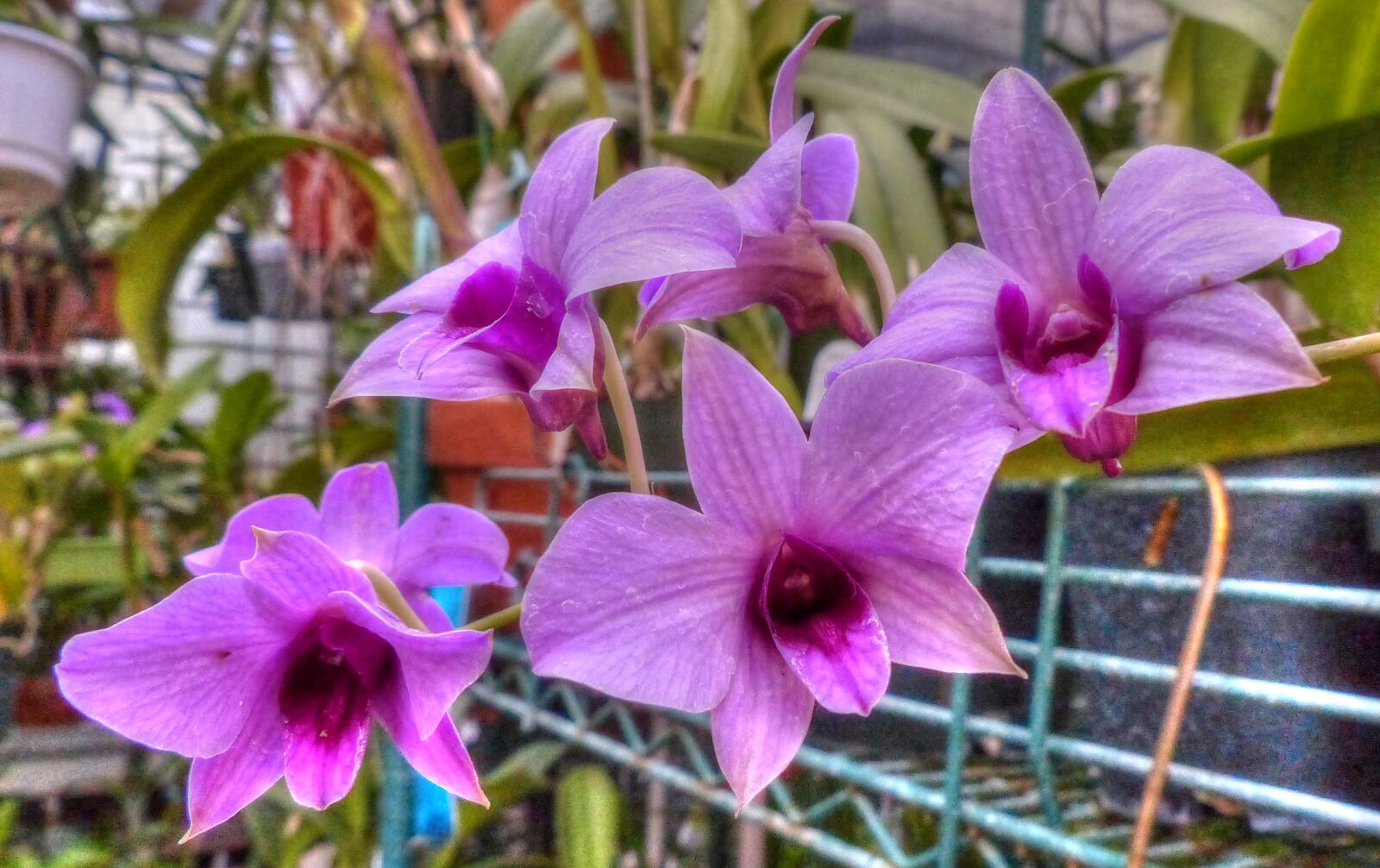 Panasonic Lumix DMC-FZ200 sample photo. Pink orchid, flower, orchid photography