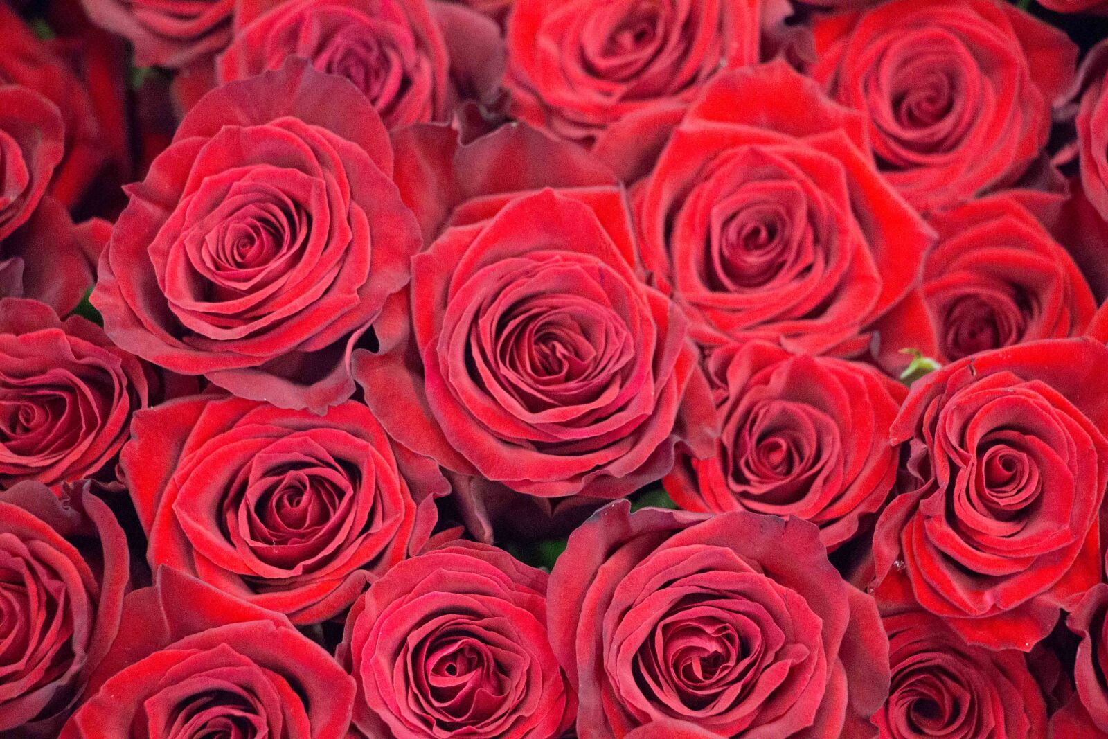 Canon EOS 700D (EOS Rebel T5i / EOS Kiss X7i) sample photo. Roses, red, petals photography