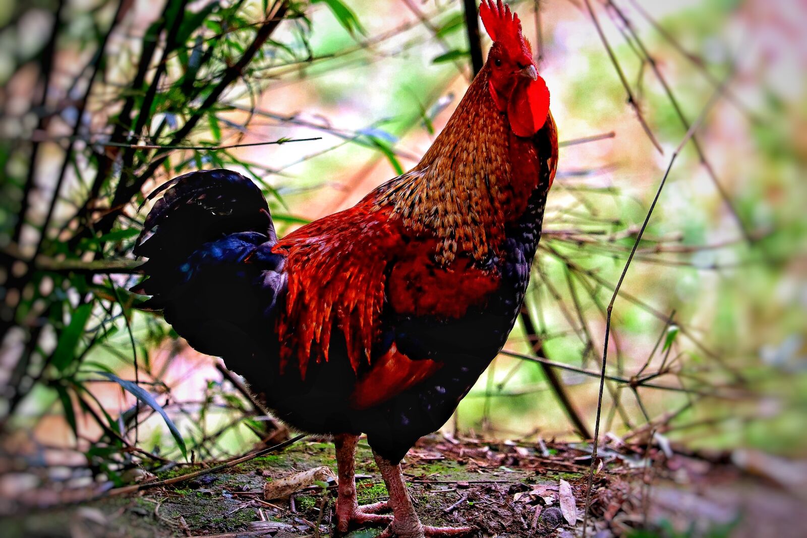 Canon EOS M50 (EOS Kiss M) sample photo. Hahn, animal, chicken photography