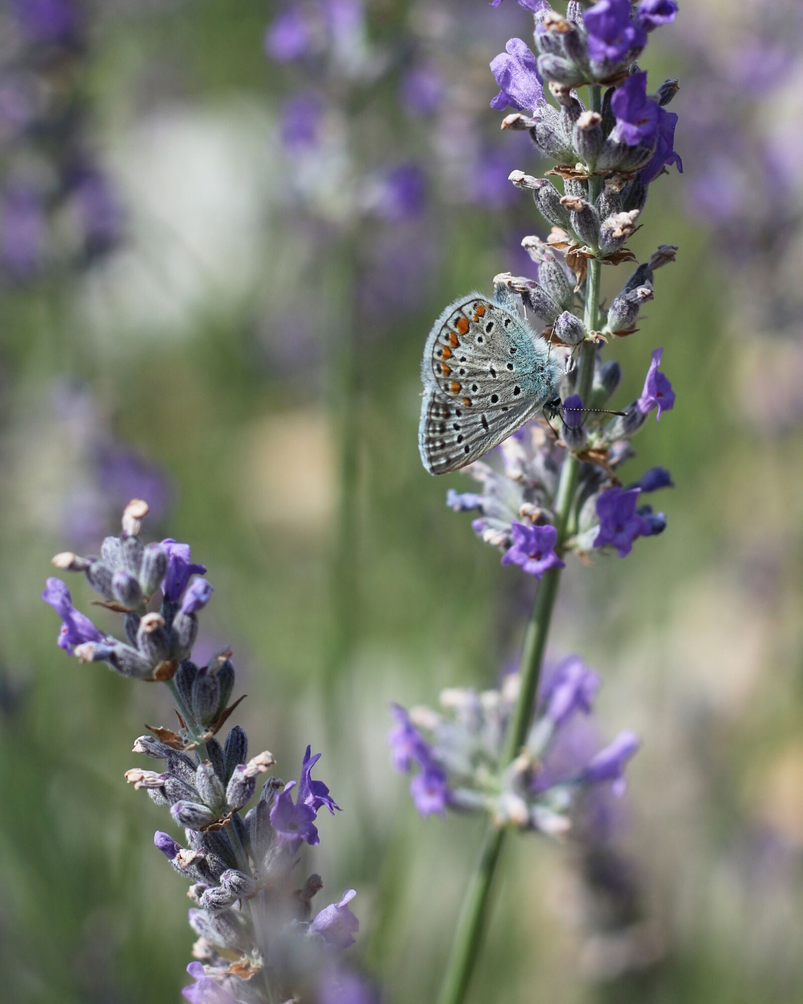 Canon EOS 700D (EOS Rebel T5i / EOS Kiss X7i) sample photo. Common blue, lavender, violet photography