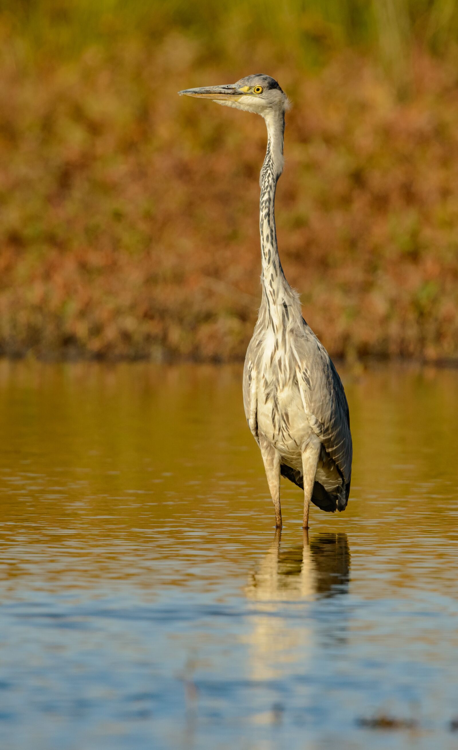 Nikon D800E sample photo. Heron, water, bird photography