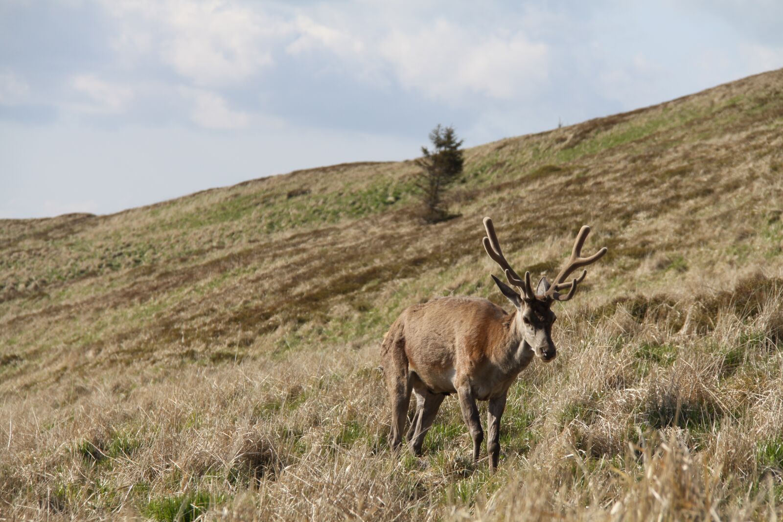 Canon EOS 50D sample photo. Mountains, bieszczady, hart photography