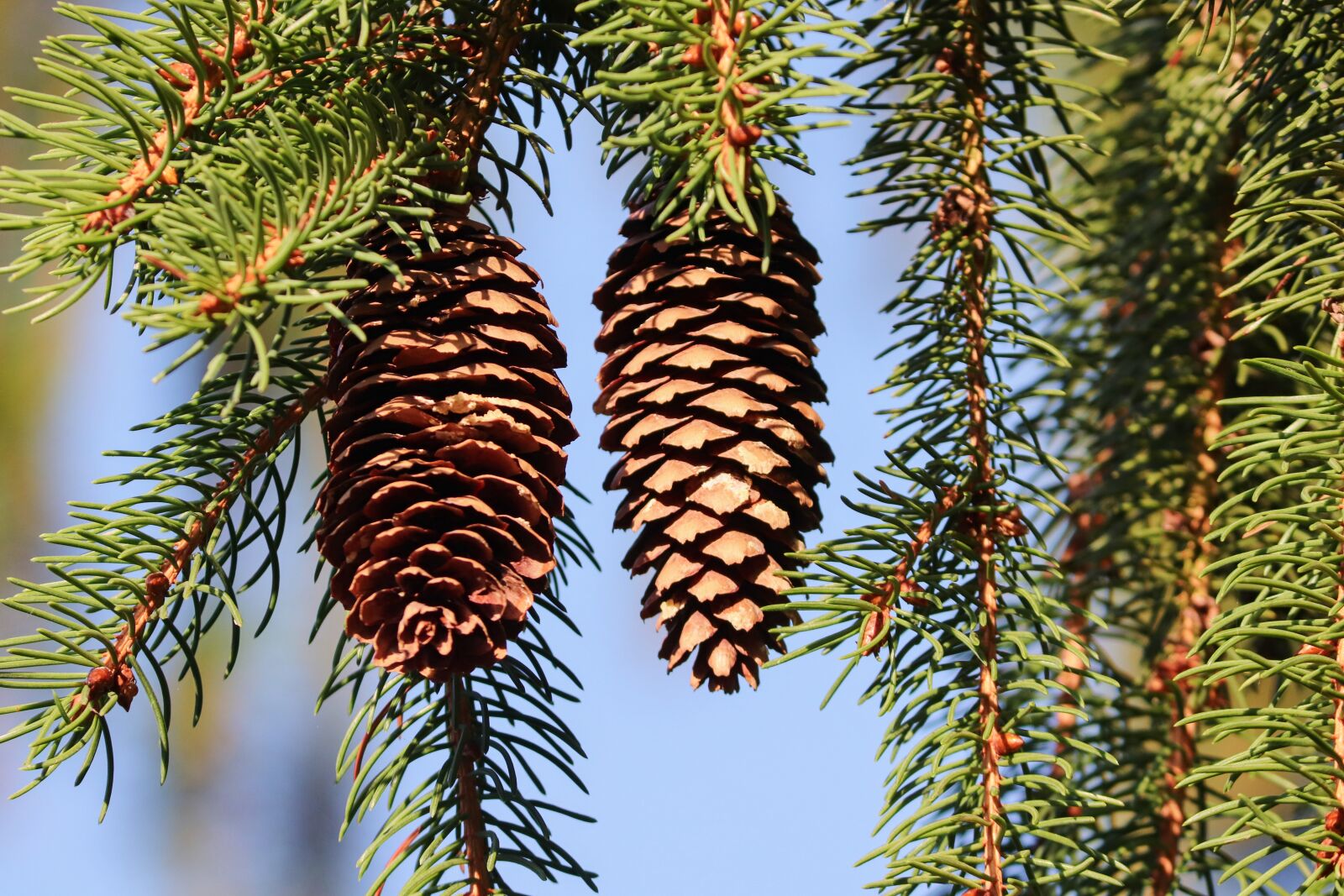 Canon EF-S 55-250mm F4-5.6 IS II sample photo. Pine cones, spruce, conifer photography